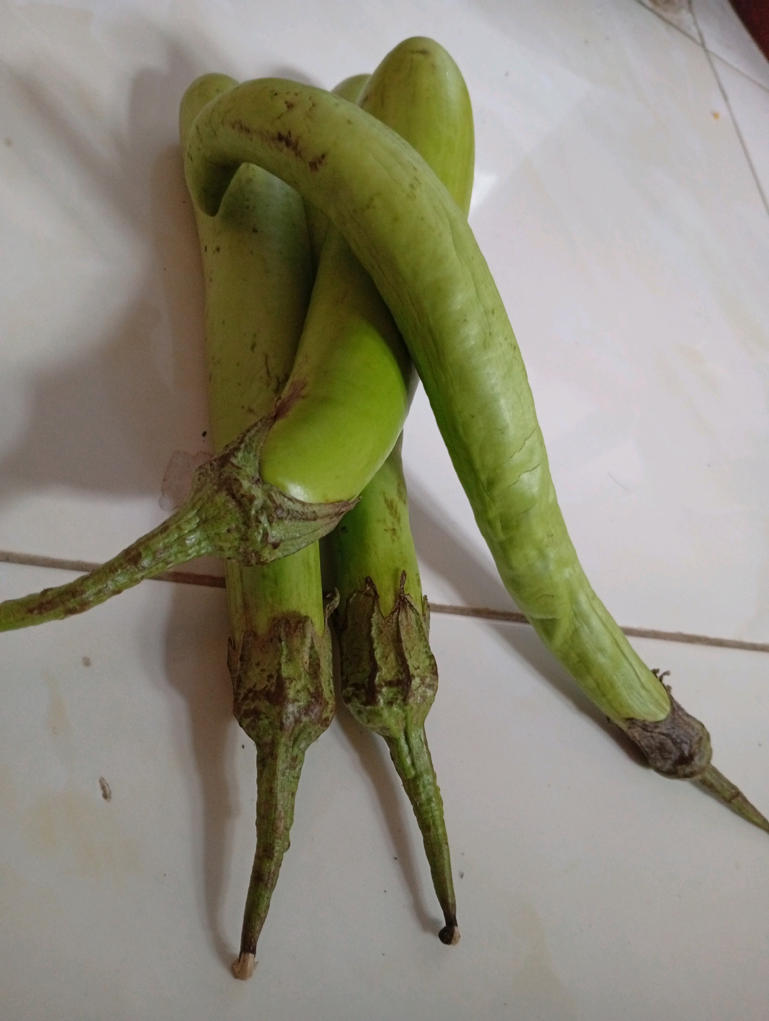 This is a close-up, overhead shot of four green eggplants lying on a white tiled surface. The eggplants are long and slender, with some brown spotting on their skins. Two of the eggplants are intertwined, forming a crescent shape. The stems of the eggplants are visible, and one has a slight bend. The lighting suggests an indoor setting, possibly a kitchen, in Kebondalem, Indonesia. The tiled floor has visible grout lines and is clean, with no other objects or people present.