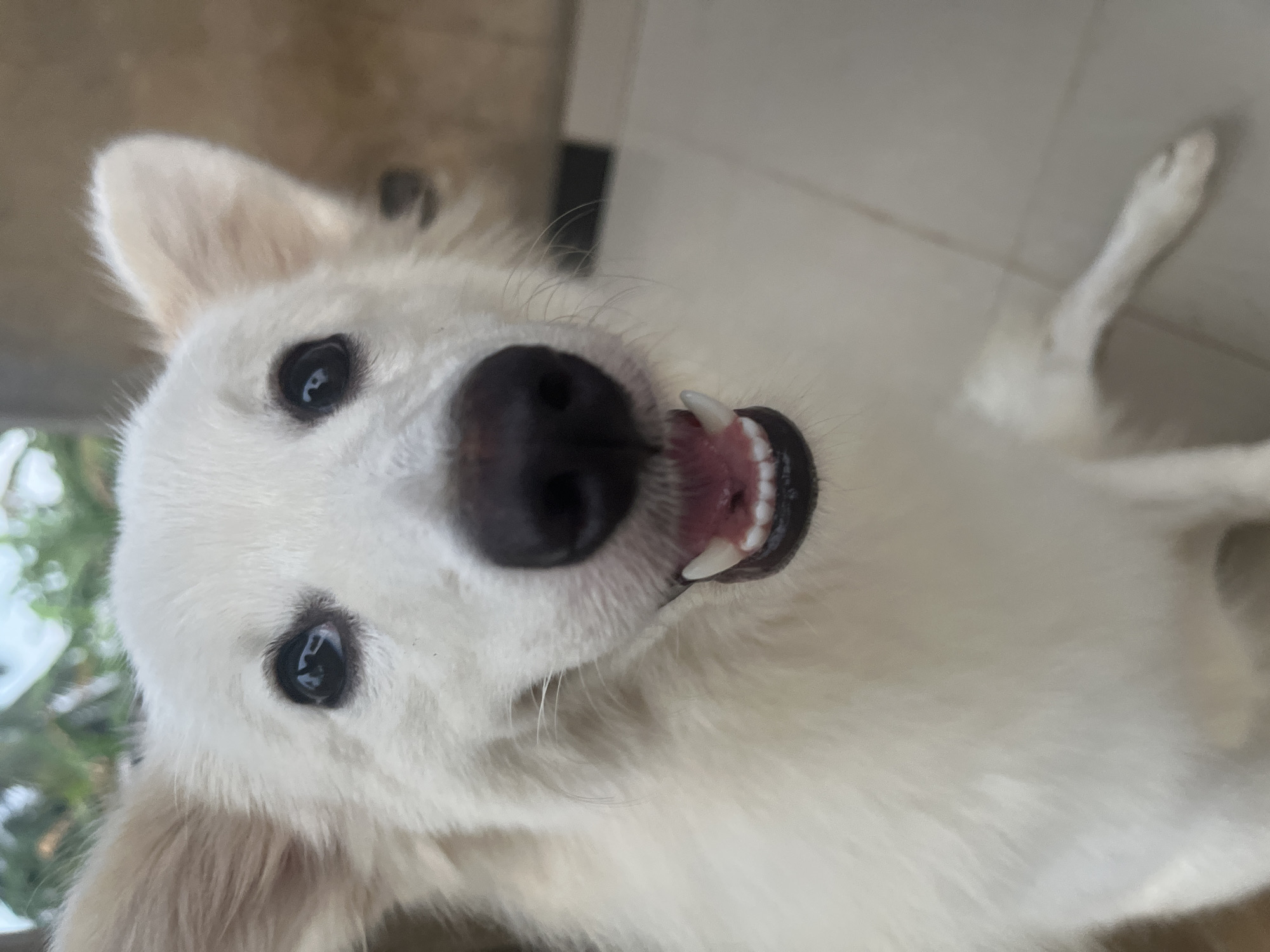 A close-up, angled view of a white dog with black eyes and a black nose. The dog's mouth is slightly open, revealing teeth. The background is a light, tiled surface. Greenery is visible in the bottom left corner. There is no evidence indicating the location is Ikot Ekpene, Nigeria.