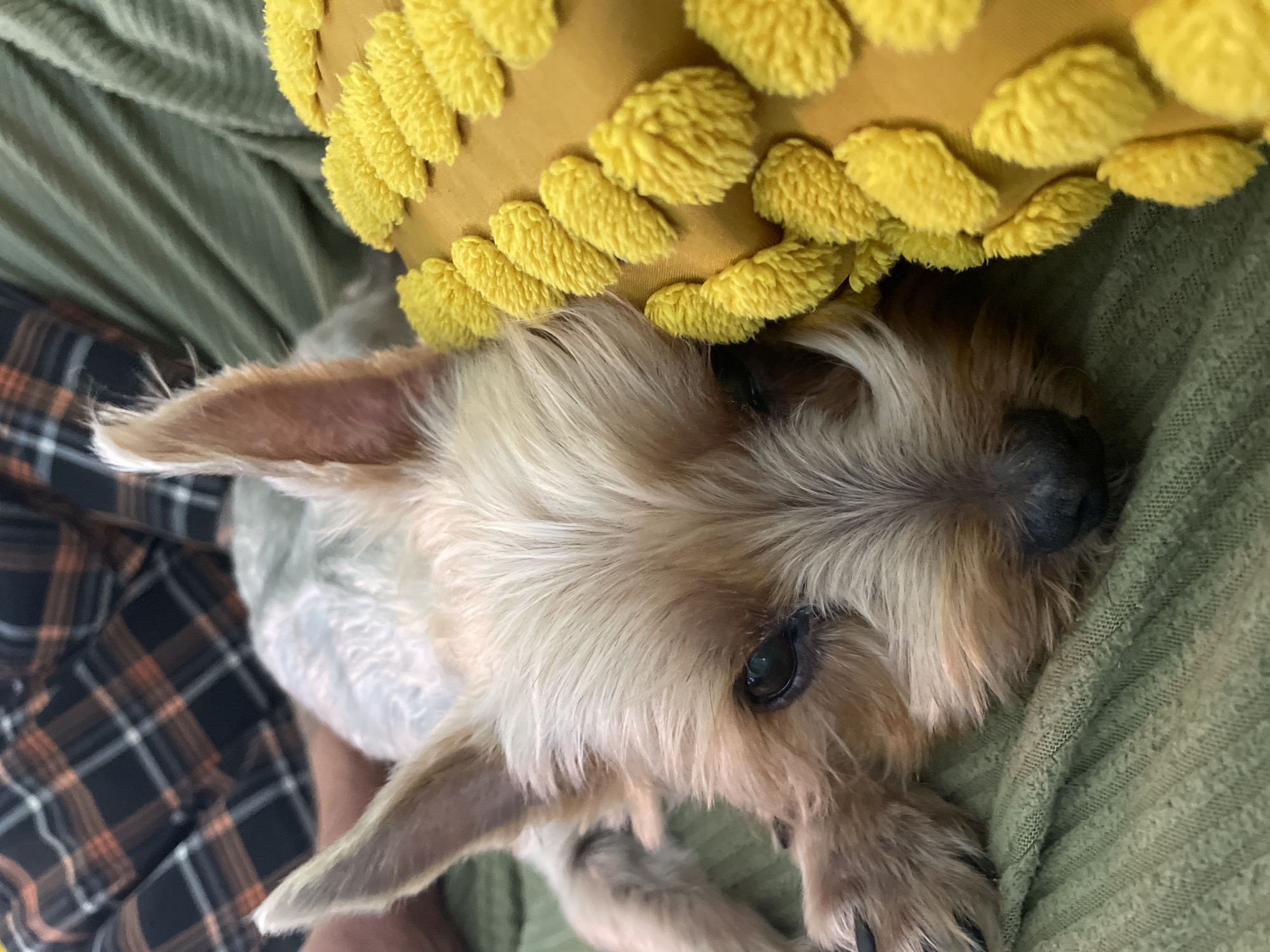 A tan and gray Yorkshire Terrier lays partly under a yellow decorative pillow, with its head resting on a green, textured blanket. A person wearing a black and orange plaid shirt is visible in the lower left corner of the frame. The setting appears to be indoors, although no specific location is determinable from the provided image. There is no evidence to suggest that the location is in Thep Krasatti, Thailand.
