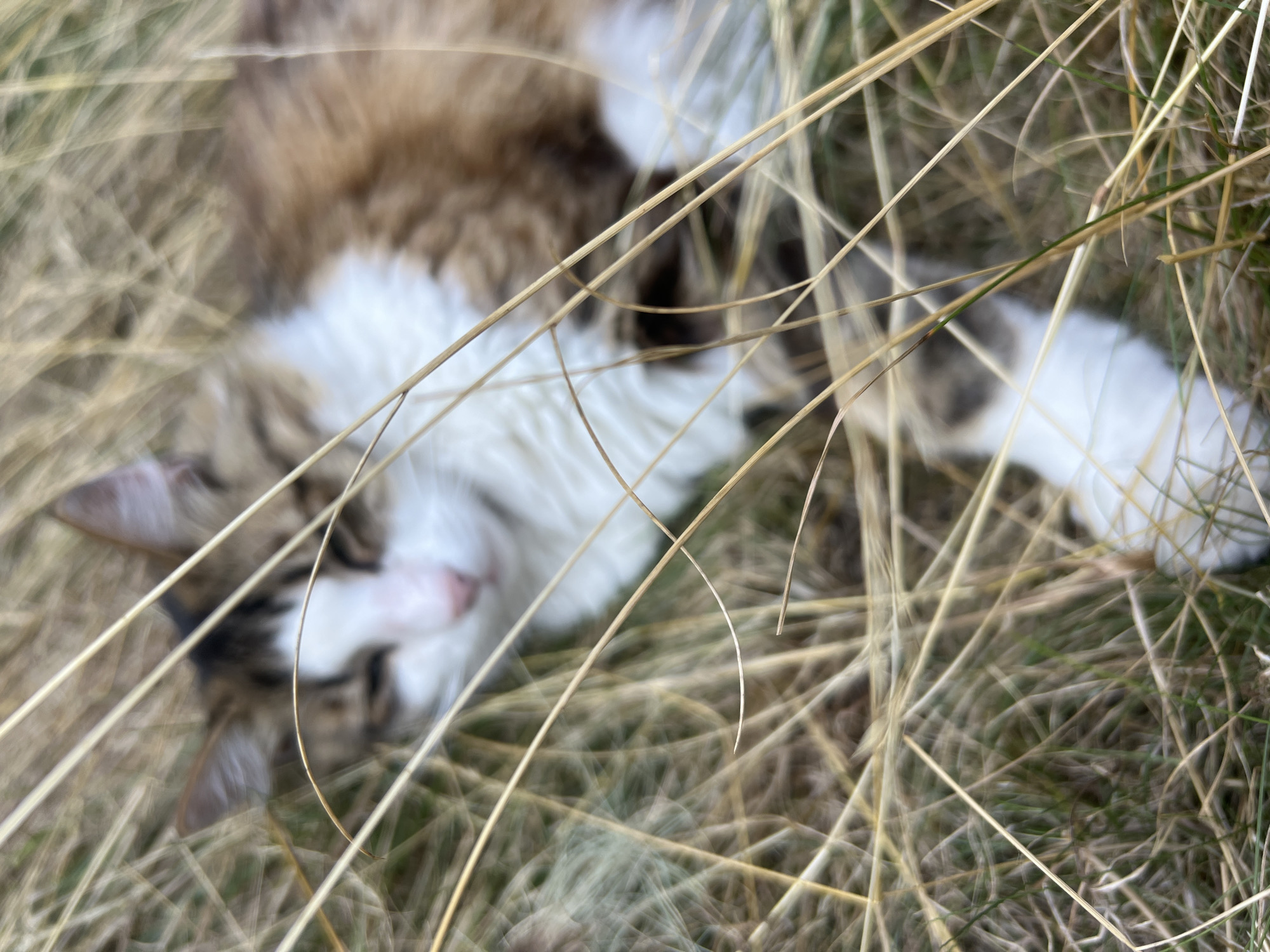 The image shows a cat lying in dry grass. The cat has brown, white, and black fur. It is partially obscured by blades of grass, with its face visible at the top left of the frame. The grass is dry and golden, with some green blades interspersed. The background is blurred and indistinct, suggesting the photo was taken outdoors. The location is identified as Fontanka, Ukraine.