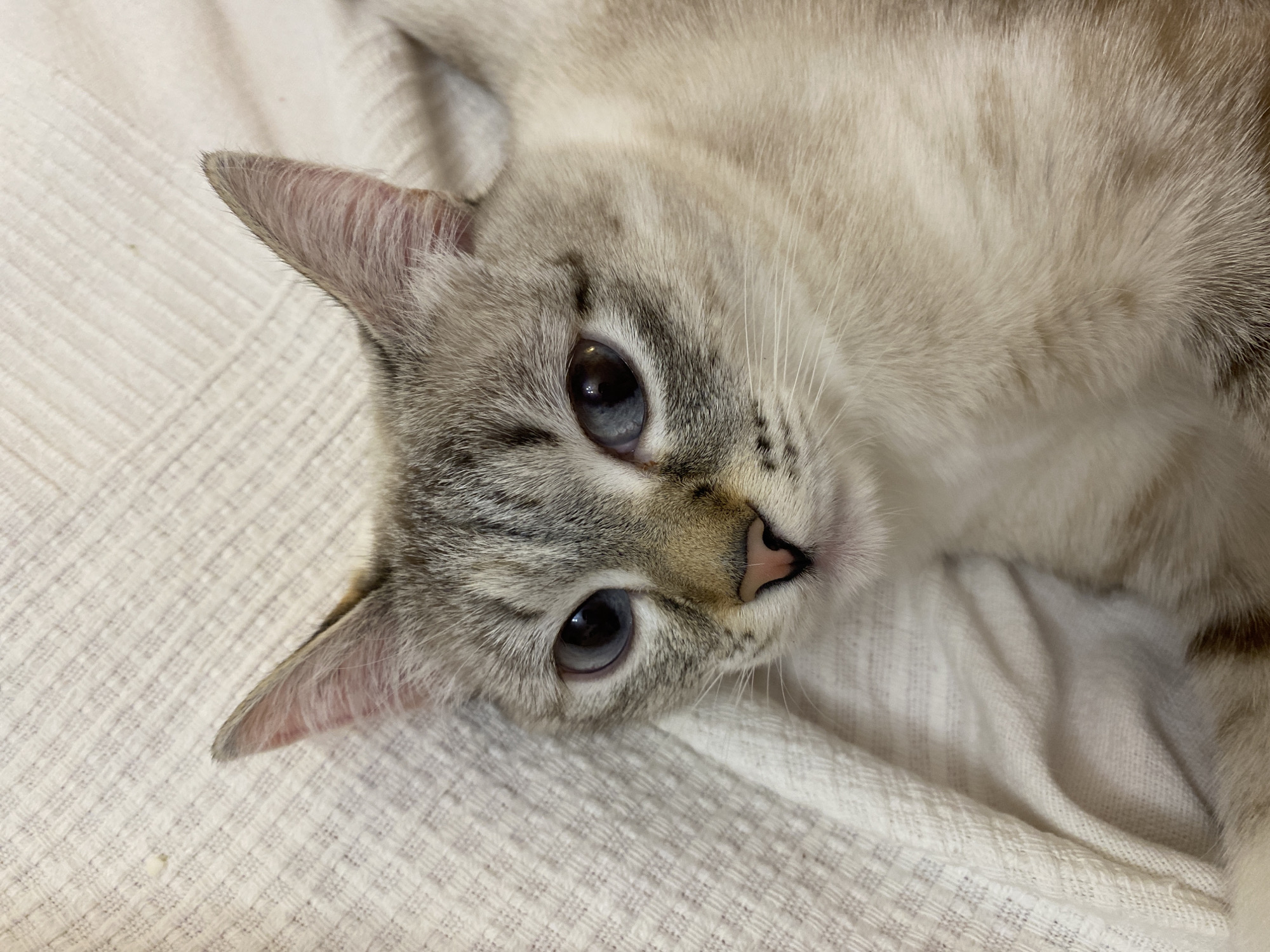 The image is a close-up, high-angle shot of a domestic cat, likely a Lynx Point Siamese or a similar breed, lying down. The cat's head and upper body are visible, positioned diagonally with its gaze directed towards the viewer.
The cat has soft, light cream or off-white fur on its body, with distinct grey-brown tabby markings on its face, forehead, cheeks, and ears. Its nose is a delicate pink, and there are subtle darker spots or flecks on the bridge of its nose and around its muzzle. The cat possesses striking, clear blue eyes, which are wide open and appear calm and focused. The pupils are narrow black slits, suggesting good lighting. Its ears are pointed and erect, covered in fine grey fur, with a hint of pink skin visible on the inner edge of the left ear.
The cat is resting on a light-colored, possibly white or cream-colored, textured fabric, which appears to be a blanket or bed sheet. The fabric has a subtle woven pattern, giving it a slightly checkered or ribbed appearance. The lighting is soft and even, highlighting the cat's fur and features without harsh shadows. No specific time of day, weather, or outdoor location cues are discernible, indicating an indoor setting. There is no visible text in the image. The overall impression is one of gentle domesticity and calm.