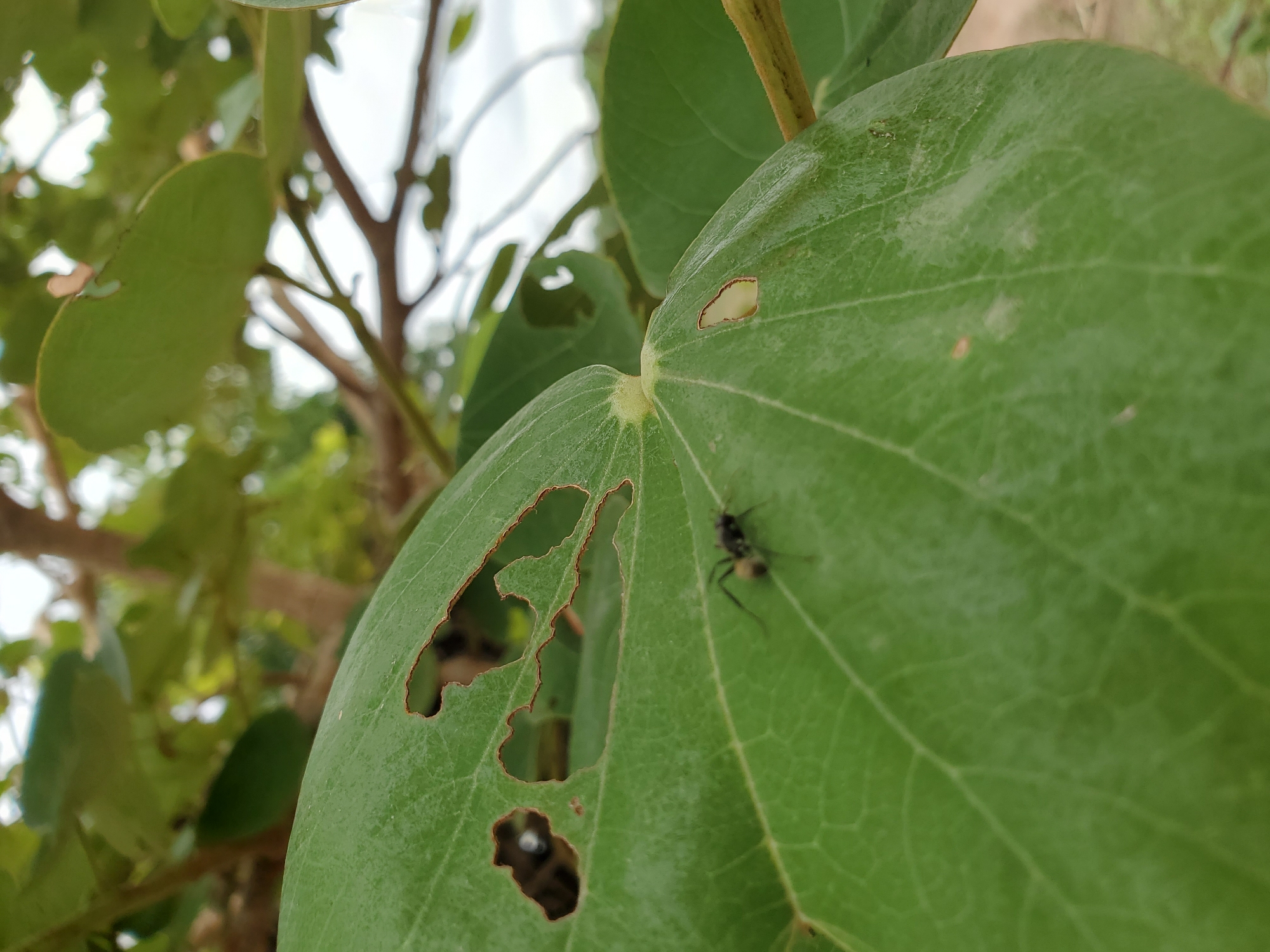 A close-up photograph captures a vibrant green leaf, likely from a tree or large plant, in an outdoor setting in Mararaba, Nigeria. The leaf is the primary subject, filling much of the foreground. It exhibits multiple irregular holes of varying sizes, indicative of herbivory or insect damage, with some edges appearing slightly browned.
A small, dark-bodied insect, resembling an ant, is visible on the surface of the leaf towards the right side. It features distinct yellowish or light-colored markings on its abdomen and segments of its legs, and appears to be either resting or moving slowly.
The background is softly blurred, revealing additional green foliage and slender brown branches, suggesting a natural, arboreal environment. The scene is brightly lit by natural light, consistent with daytime conditions under clear weather. There are no people visible, nor any discernable text within the image. The photograph focuses on the intricate details of the leaf, its damage, and the presence of the insect.