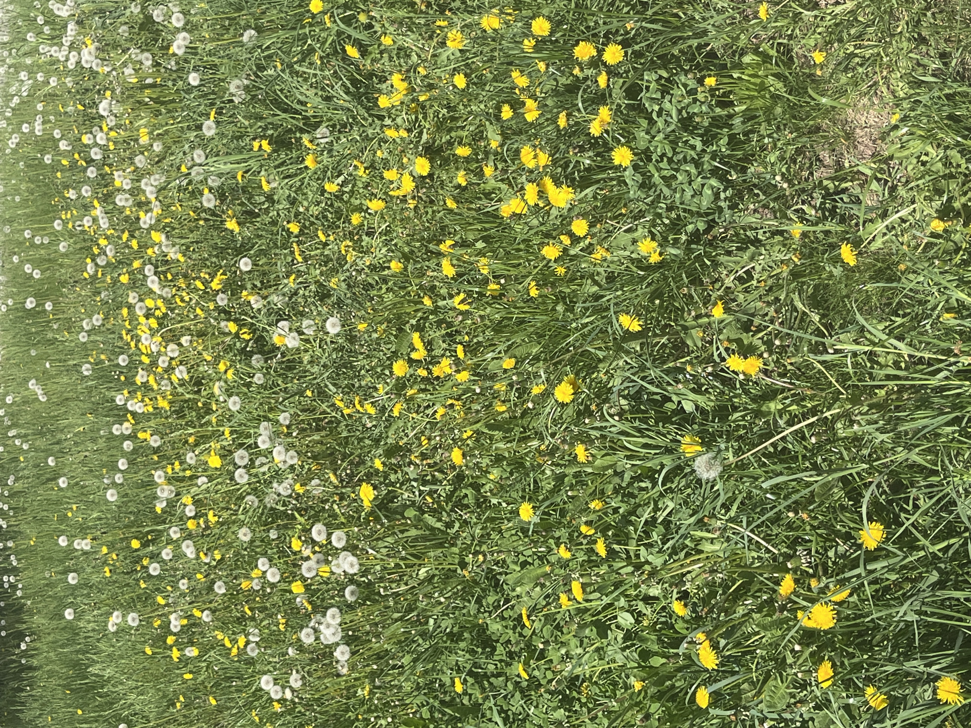 The image shows a field of dandelions in various stages of bloom. Some dandelions have yellow flowers, while others have gone to seed, forming white, spherical seed heads. The field is densely covered in green grass and other vegetation. The location is unknown; there is no indication of it being in Chaikovsky, Russia.