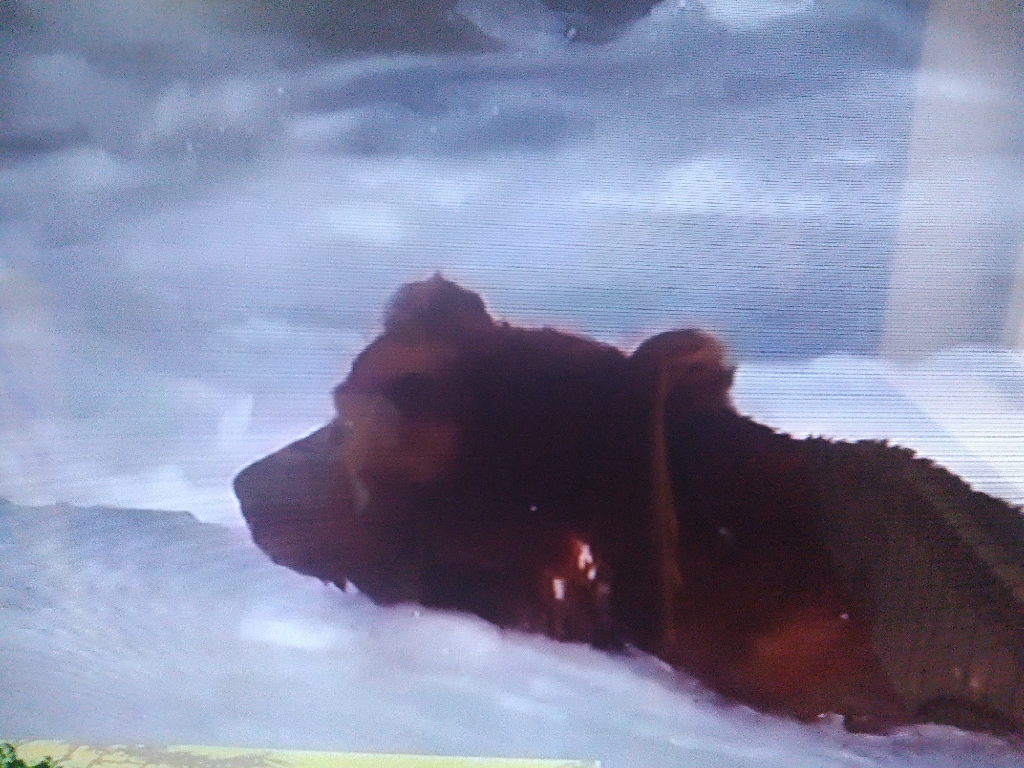 The image shows a close-up of a brown bear's head from the neck up. The bear is facing to the left, with its head tilted slightly upwards. Its fur is dark brown and appears wet. The background is blurred and consists of cloudy, atmospheric conditions, suggesting an outdoor environment with mist or fog. The image has a grainy quality and appears to be a still from a video or a photograph taken with a low-resolution camera. There are no recognizable landmarks or elements that would indicate a specific location in Dushanbe, Tajikistan.