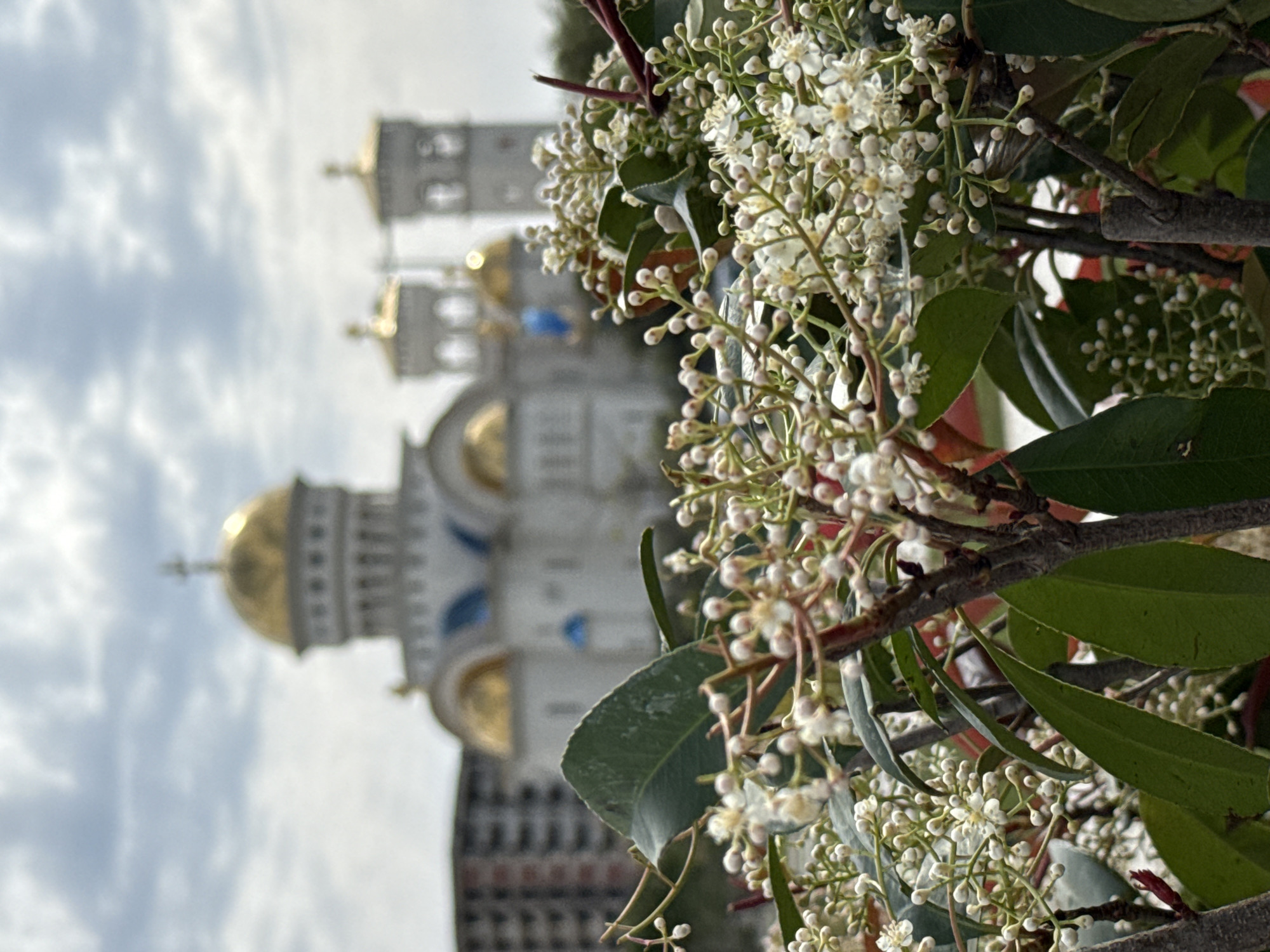 The image depicts a close-up view of a blooming plant, possibly a shrub, with small white flowers and green leaves. In the background, blurred, is an architectural structure with golden domes, indicative of an Orthodox church. The location is likely in Bar, Montenegro, given the architectural style of the church. The sky is overcast. The image is taken at an angle, and the church is slightly out of focus. The plant is in the foreground, drawing the viewer's attention to the details of the leaves and flowers.