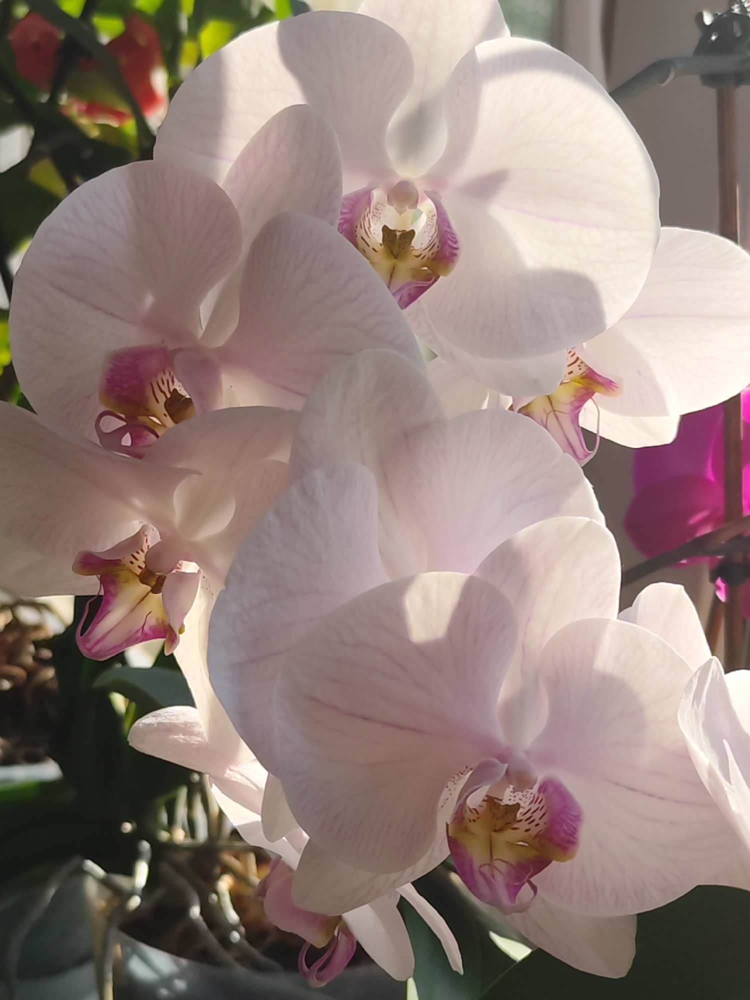 Close-up of a cluster of white orchids with pink and yellow centers, likely indoors due to the presence of a window and other foliage in the background. The orchids are in full bloom and bathed in soft, natural light.