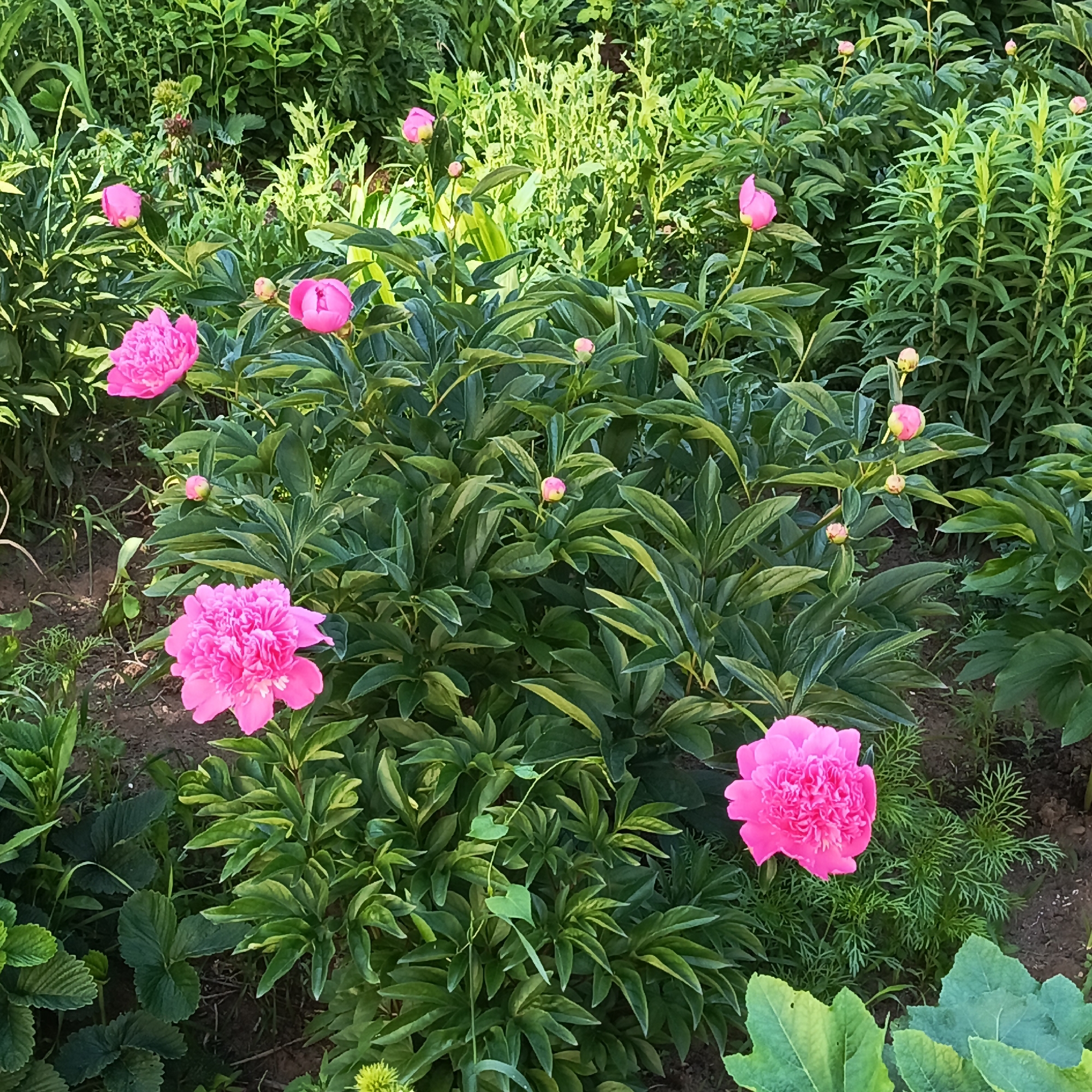 The image shows a close-up view of a garden with several vibrant pink peonies in bloom, set against a backdrop of lush green foliage. The peonies vary in their stage of development, with some fully open flowers and others in bud. The plants are situated on dark soil, and the overall scene suggests a well-tended garden. There are no people or animals visible in the image. The context of Марковский, Russia is provided as the location.