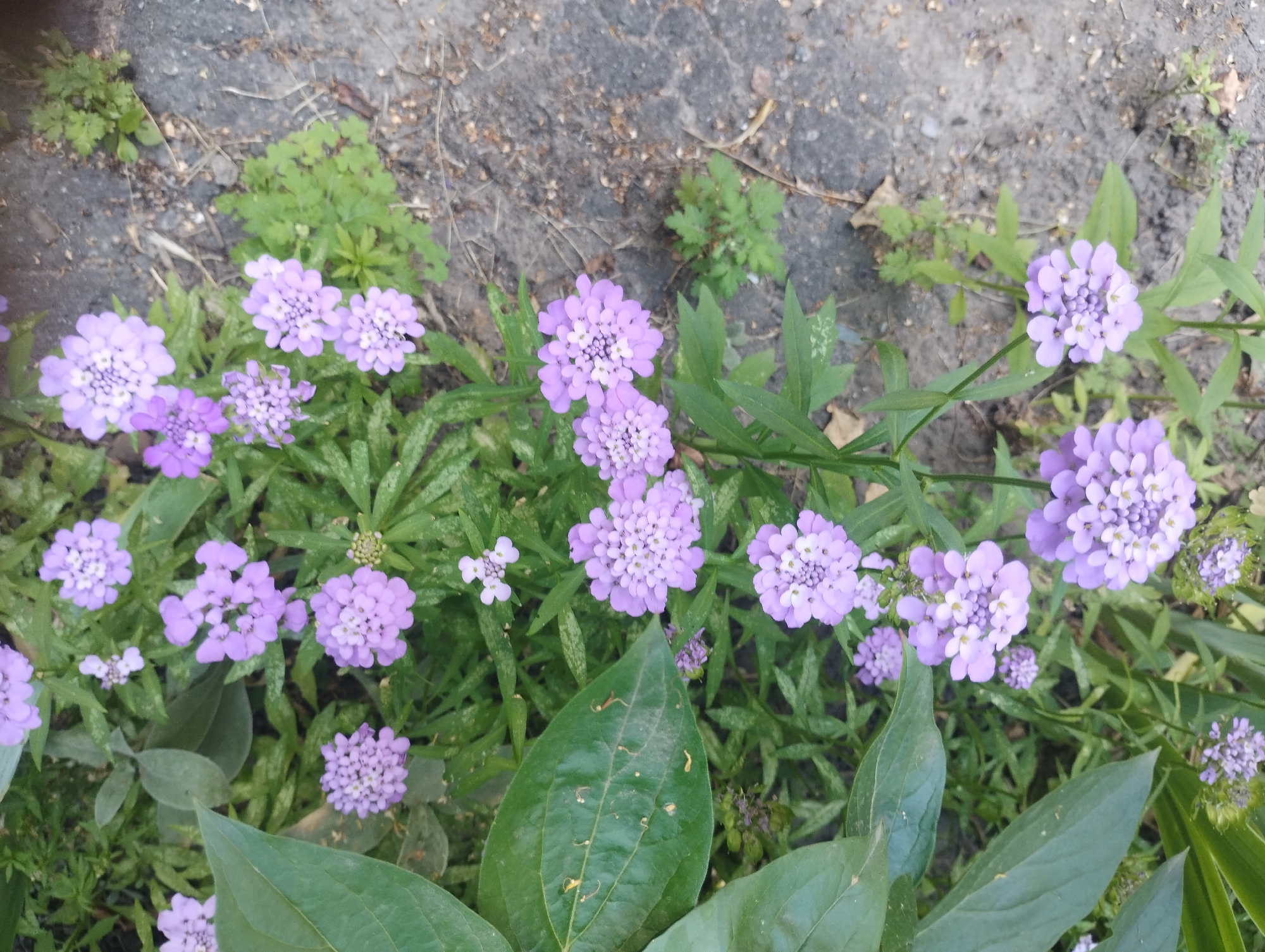The image is a close-up, top-down view of several clusters of small, light purple flowers with white centers, growing low to the ground amidst green foliage. The flowers appear to be grouped in rounded clusters, with many individual petals radiating outwards. Some larger, dark green leaves are visible in the upper portion of the frame. The ground beneath the plants consists of a mix of soil and small gravel or grit. The overall impression is a natural garden setting. The provided context suggests this scene is located in the city of Sumy, Ukraine.