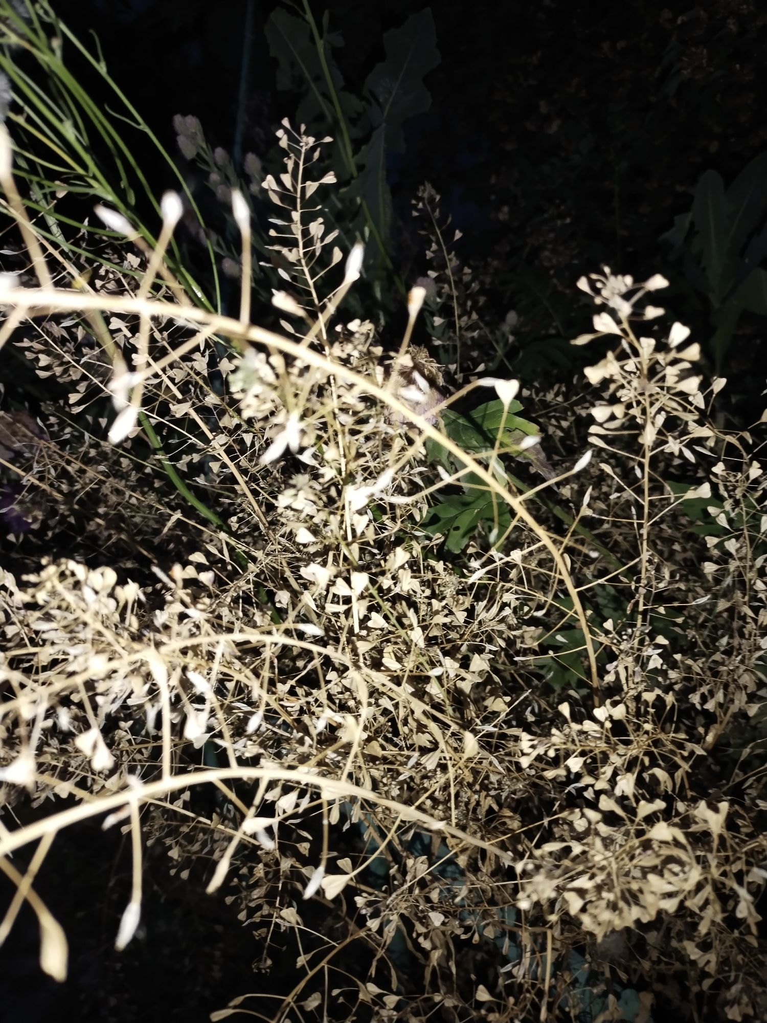 A close-up, dimly lit photograph captures a dense cluster of dry, pale stems and seed pods of a plant, likely a type of shepherd's purse, against a dark, out-of-focus background. The plant's structures are slender and delicate, with numerous small, heart-shaped seed pods clustered along the thin branches. Some of the seed pods appear to have fallen, creating a scattering of debris around the base of the plant. In the background, hints of green foliage and darker, indistinct plant matter suggest an outdoor environment. The lighting is artificial, possibly from a flashlight, casting a warm, yellowish glow on the foreground elements and creating strong shadows. The overall impression is one of a naturalistic, albeit somewhat neglected, botanical scene. This scene is located in the city of Horishni Plavni, Ukraine.