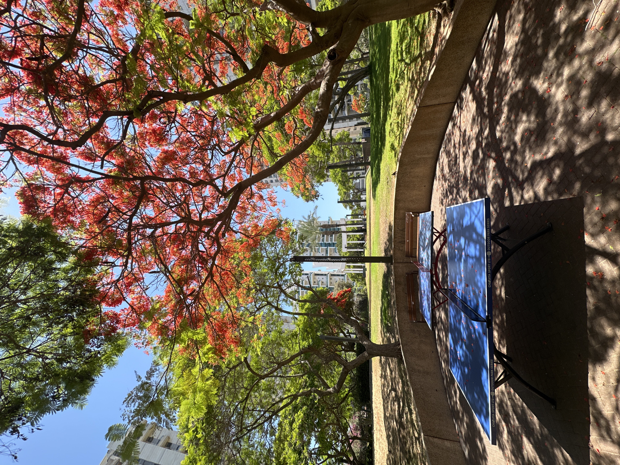 An outdoor ping pong table with two benches in front of it is positioned on a brick patio. The patio is situated at the base of a curved concrete wall, which borders a grassy area. Trees with vibrant red and green foliage, some casting dappled shadows on the patio, are prominent in the scene. In the background, modern apartment buildings and palm trees are visible under a clear blue sky. This scene is located in Ramat Gan, Israel, likely within a park or residential complex, given the presence of recreational facilities and urban architecture. There are no people present in the image.