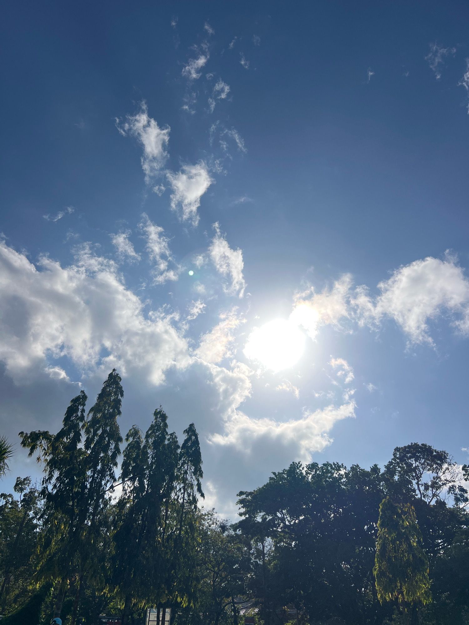 The image depicts a sun-drenched sky over a canopy of lush green trees. The sun, positioned slightly off-center to the left, is a bright, luminous orb, partially obscured by wispy white clouds that are scattered across the vivid blue expanse. The sunlight casts a gentle glow, highlighting the edges of some clouds and creating a halo effect around the sun. Below the sky, the dense foliage of various trees creates a dark, textured silhouette against the bright sky. The trees appear to be mature and have a varied shape, with some being tall and slender, resembling cypress trees, while others are broader and more rounded. The lower portion of the image shows hints of urban elements, such as what appear to be rooftops and possibly streetlights, suggesting an urban or suburban environment. Based on the vegetation and the style of the foliage, this scene is consistent with the tropical climate found in Denpasar, Indonesia.