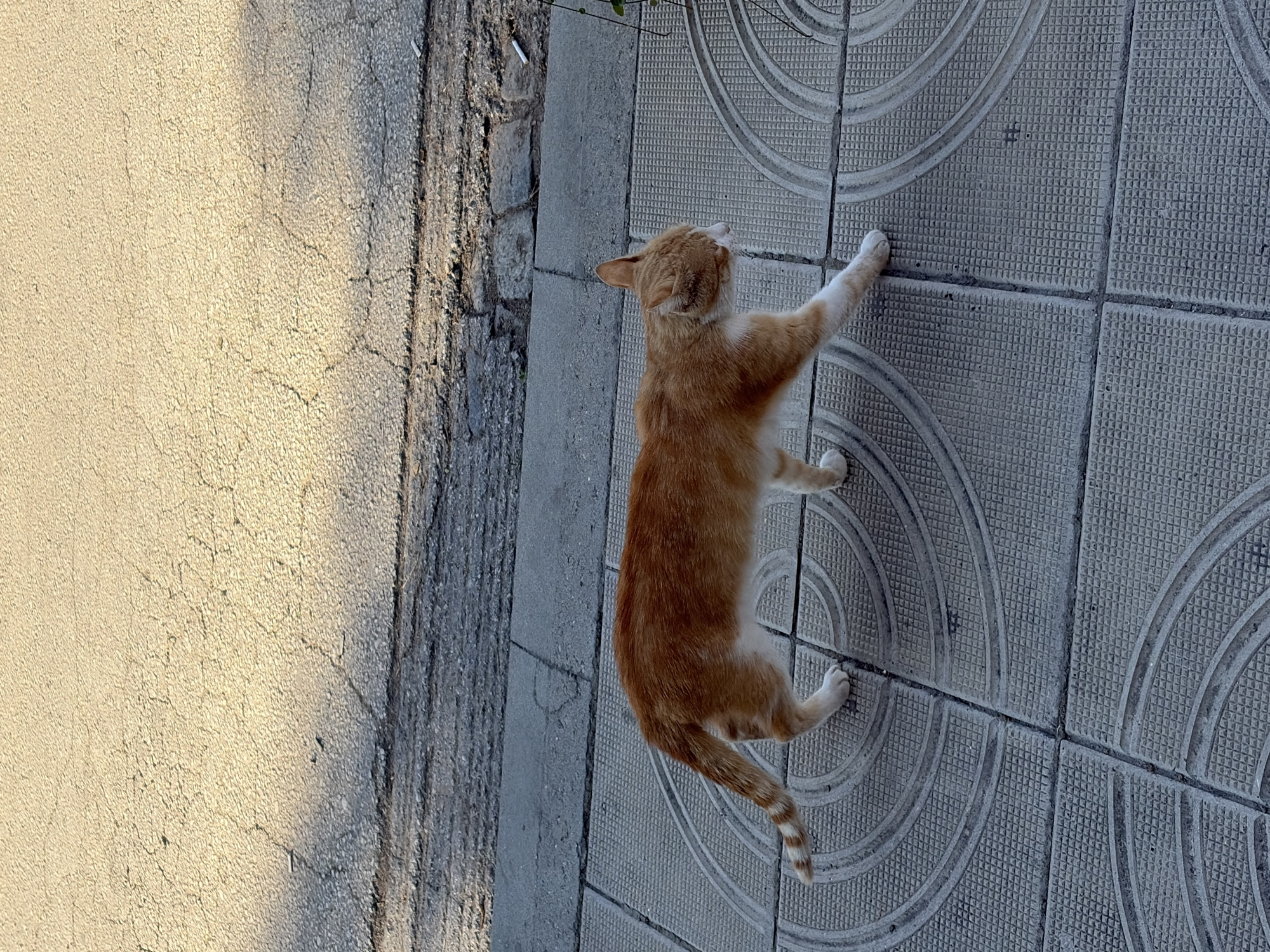 An orange and white cat walks on a textured tile sidewalk. The cat is facing right with its head lowered. The sidewalk is bordered by a cracked asphalt surface. The scene is lit by sunlight, casting a shadow of the cat on the sidewalk. There are no people present.