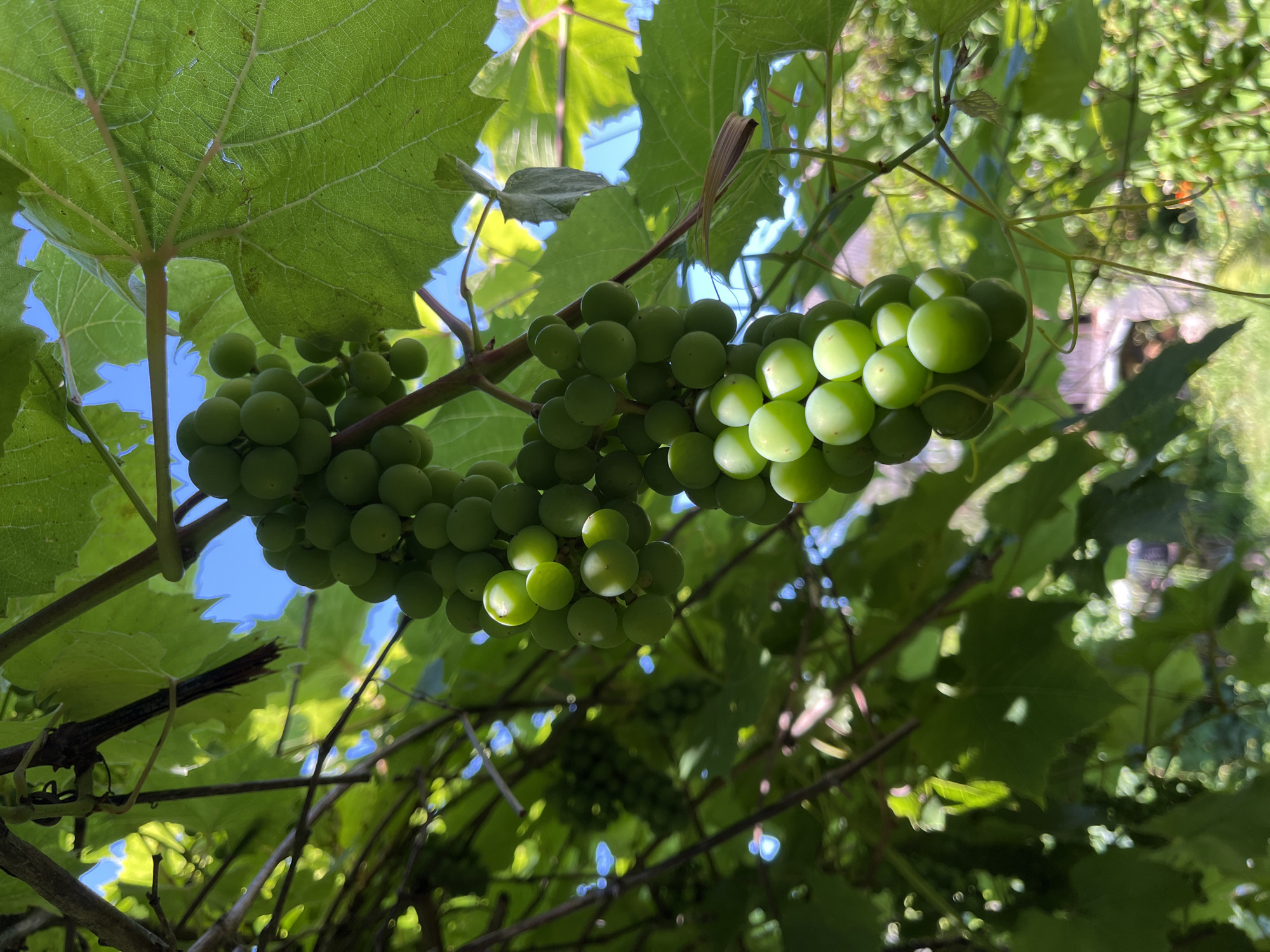 The image shows two bunches of unripe green grapes hanging from a vine, surrounded by lush green leaves and branches. The grapes are small, round, and clustered tightly together. Sunlight filters through the leaves, creating bright highlights and casting shadows. In the background, out of focus, are more leaves, branches, and what appears to be a blurred residential area with structures and greenery, possibly a garden or yard. The sky is visible in patches between the leaves, appearing blue. The overall scene is natural and idyllic, suggesting a rural or semi-rural setting. The location in the image is identified as Dunilavitsy rural council, Belarus.