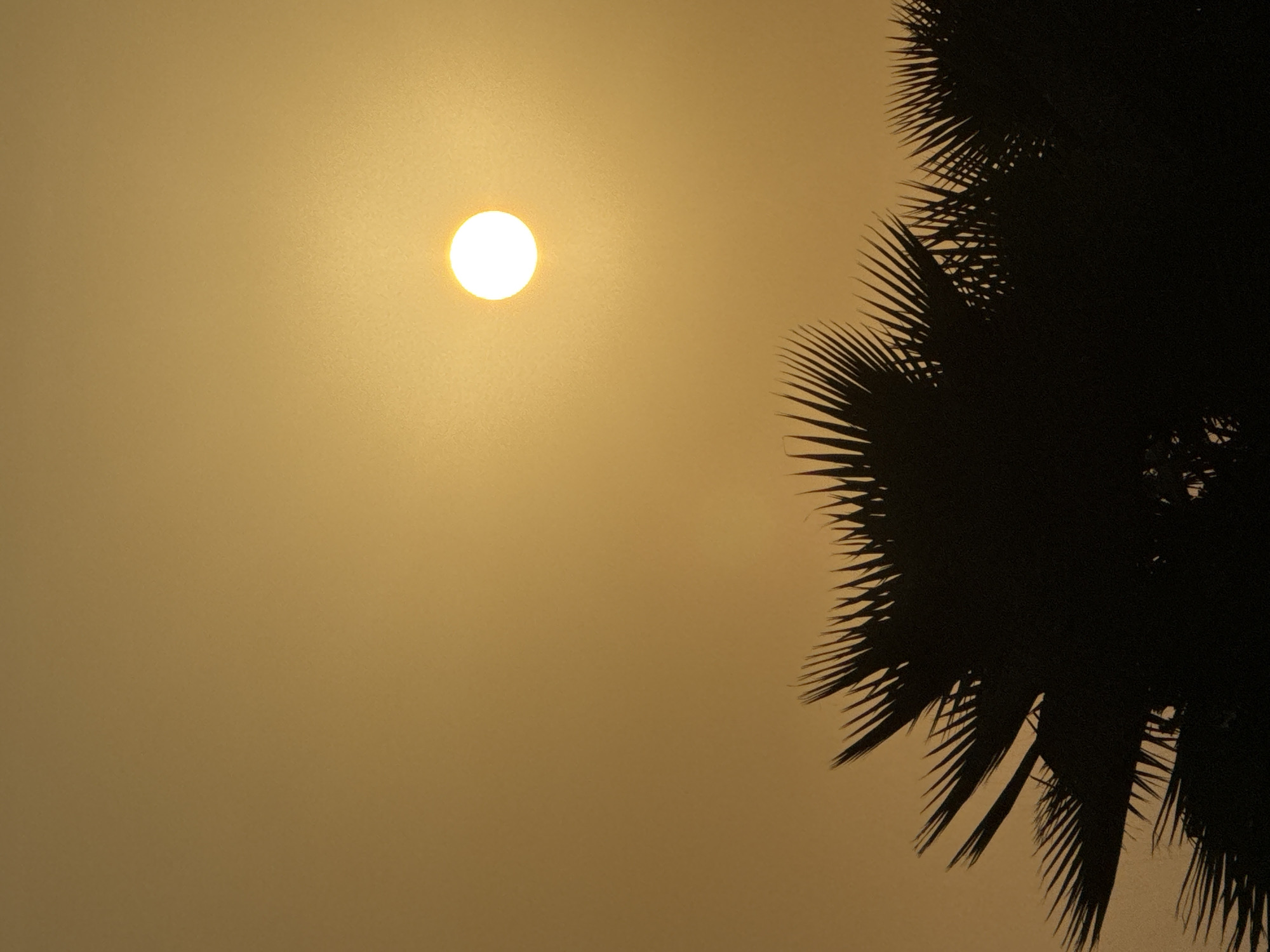 The image is a vertical, medium-shot photograph of a sunset over Dubai, United Arab Emirates. The sun is a bright, white disc centered in the upper right quadrant of the frame, casting a warm, golden glow over the hazy sky. In the foreground, the silhouettes of palm fronds are visible, their sharp, spiky edges creating a dramatic contrast against the luminous sky. The fronds appear dark and densely packed, suggesting a cluster of palm trees. The environment appears tropical or subtropical, consistent with Dubai's climate. There are no people or visible human activity in the frame.