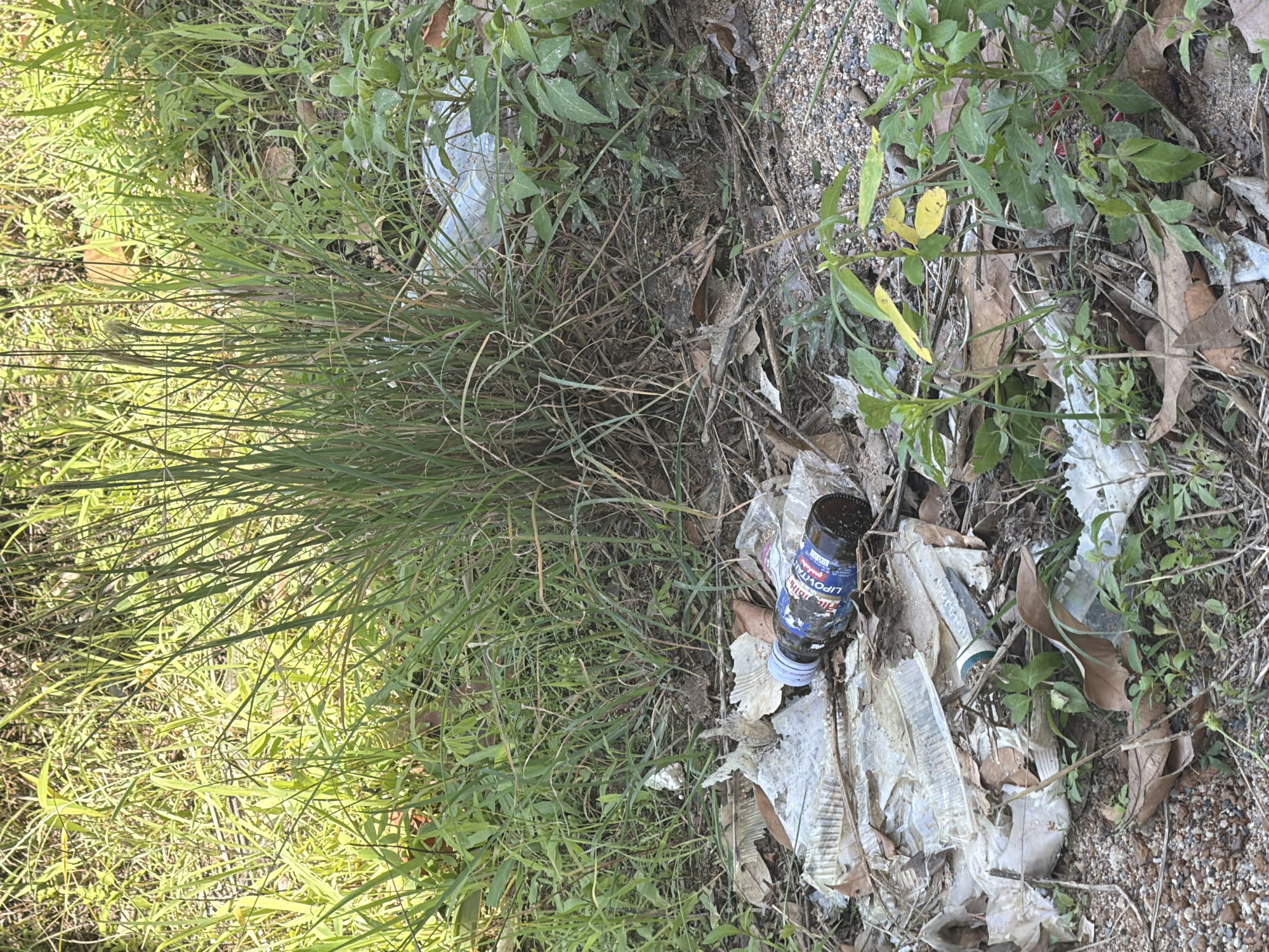 The image shows a roadside ditch in Baan Bo Phut, Thailand, filled with various types of litter. In the foreground, a dark glass bottle with a blue and white label that reads "LIPO-TA" is lying on its side amidst scattered plastic wrappers and dried leaves. Green vegetation, including tall grasses and smaller plants, grows around the debris. The ground is a mix of soil, gravel, and fallen leaves. In the background, more green foliage and indistinct white plastic waste are visible. The scene appears to be an unmaintained area adjacent to a road.
