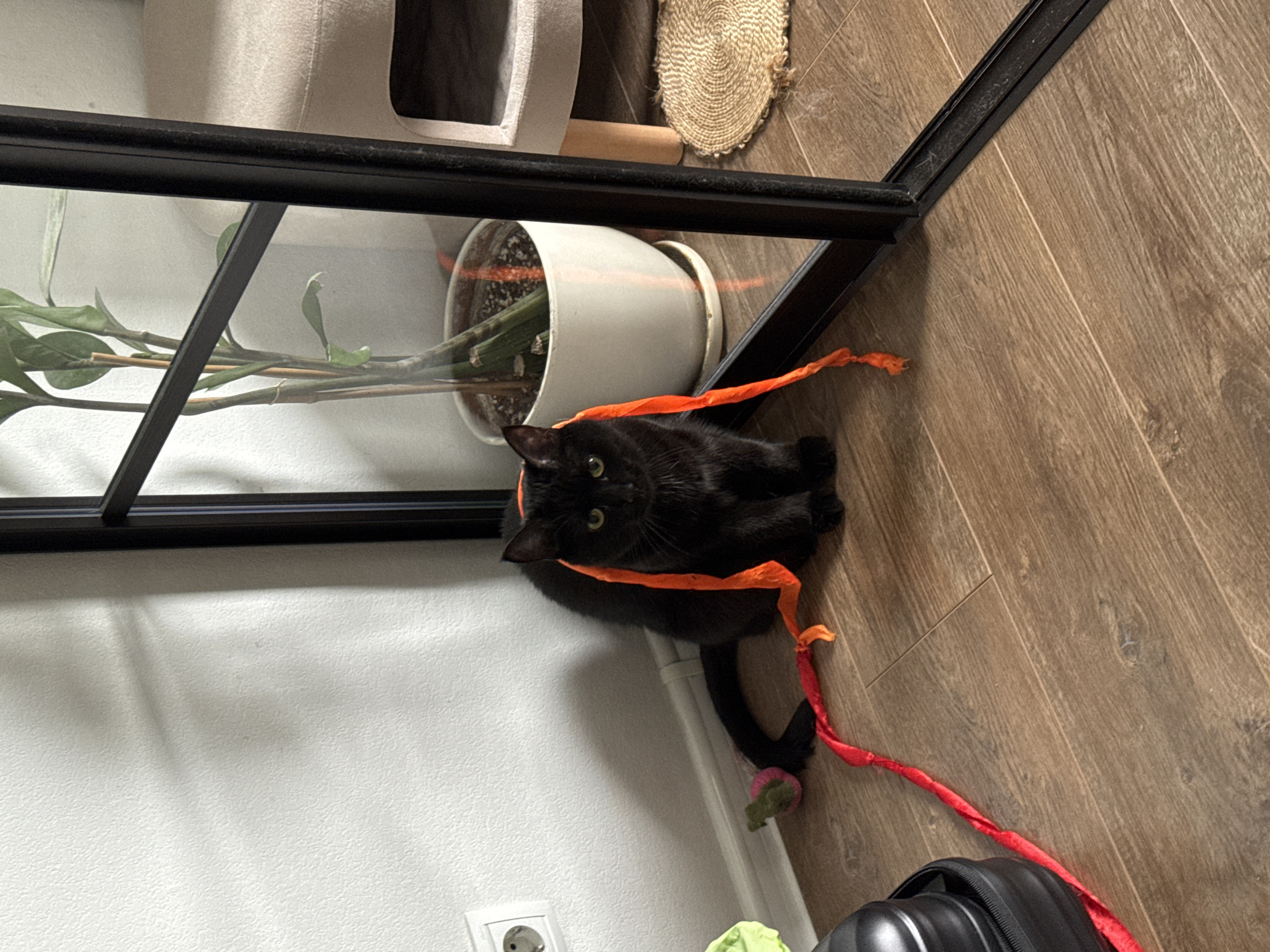 A black cat is sitting on a wooden floor in front of a white wall with an electrical outlet. The cat has an orange ribbon around its head. A red and orange ribbon is draped over its back and tail. To the left of the cat, there is a black bag and a green and pink toy mouse. Behind the cat, a potted plant is visible through a glass partition with a black frame. To the right of the partition, a light-colored ottoman and a small round mat are present. The scene appears to be indoors, likely in a residential setting. The lighting suggests it is daytime.