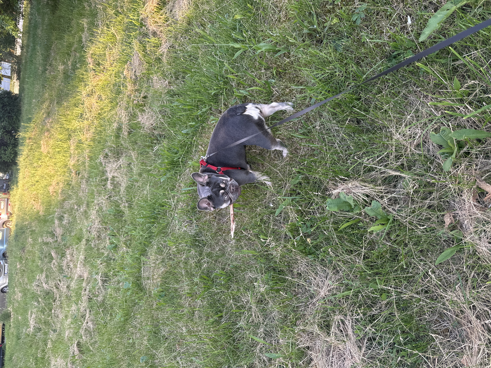 The image depicts a blue and white French Bulldog lying in a grassy area in an urban environment. The dog is wearing a red harness and is attached to a black leash. It holds a small stick in its mouth, looking directly at the camera. The grass is a mix of green and dry patches, with some weeds visible. In the background, trees and parked cars suggest the location is a city street or park. The city is unknown.