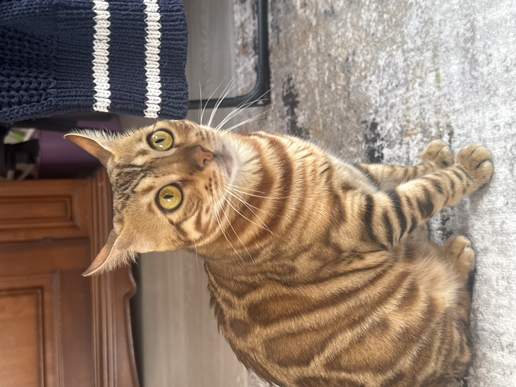 A Bengal cat with golden eyes and distinctive rosetted markings is sitting on a carpeted floor. The cat is facing towards the right of the frame, with its body partially visible. In the background, there is a wooden cabinet on the left and a navy blue knitted garment with white stripes on the right. The overall setting appears to be indoors, possibly a residential interior. There is no information available to determine the location in Krasnoyarsk, Russia.