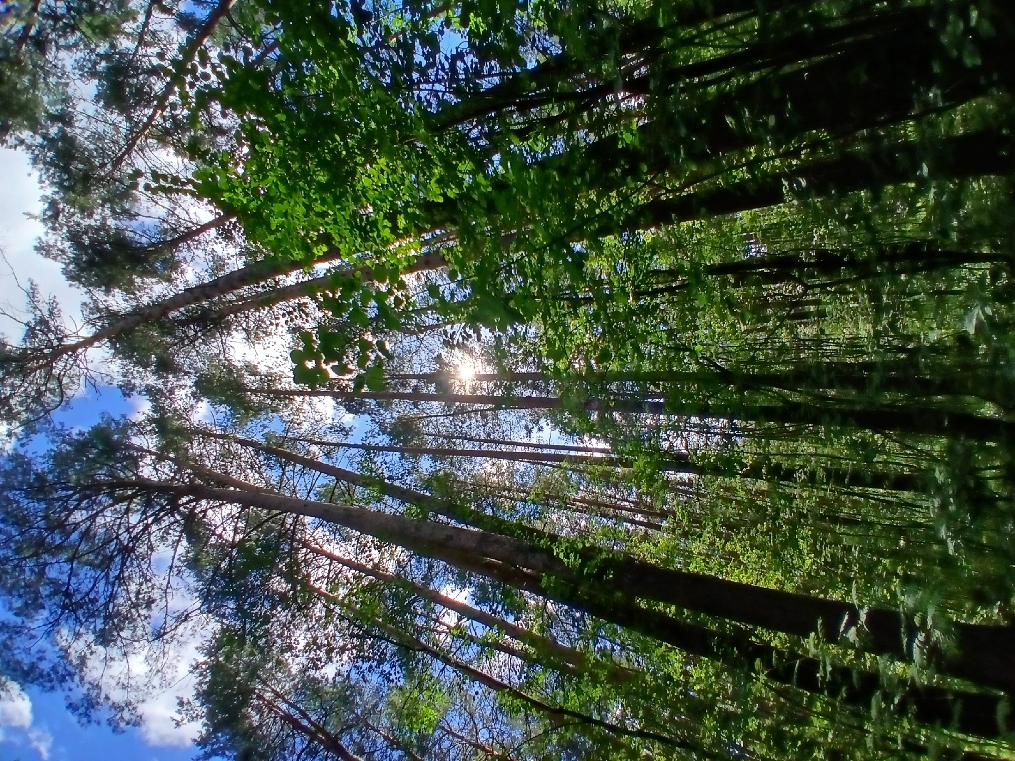 This image captures a low-angle view looking up through a dense forest. The primary subjects are tall, slender trees, predominantly pines and deciduous trees with lush green foliage. The sun is visible, peeking through the canopy, casting bright rays and creating dappled light effects on the leaves and tree trunks. The sky is a vivid blue with scattered white clouds.
The scene appears to be a forest on a clear, sunny day, likely during the late morning or early afternoon given the angle and intensity of the sunlight. The abundance of green leaves suggests it's spring or summer. The dense growth of trees implies a natural, untouched forest environment.
Notable details include the strong contrast between the bright sunlight and the shadowed areas within the forest, creating a dynamic visual texture. The perspective looking upwards emphasizes the height and grandeur of the trees. There are no visible people or man-made objects, suggesting a wild or remote natural setting. The overall emotion conveyed is one of serenity and natural beauty. The location context of Yekaterinburg, Russia, suggests a temperate forest environment common to that region. No text is visible in the image.