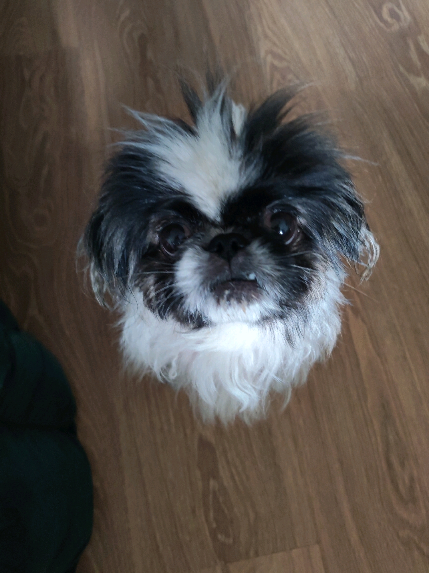 A black and white shih tzu dog is pictured from a high angle, looking directly at the camera. The dog has a fluffy coat with black fur on its head, ears, and back, and white fur on its face, chest, and paws. It is sitting on a wooden floor, which has a dark brown, grainy texture. To the left of the dog, a dark green object, possibly a blanket or piece of clothing, is visible. The lighting in the image is somewhat dim, casting shadows on the floor. The background is solely the wooden floor. This scene is likely within a residential setting, possibly an apartment or house, which could be located in Izhevsk, Russia, given the context. There are no people present in the image.