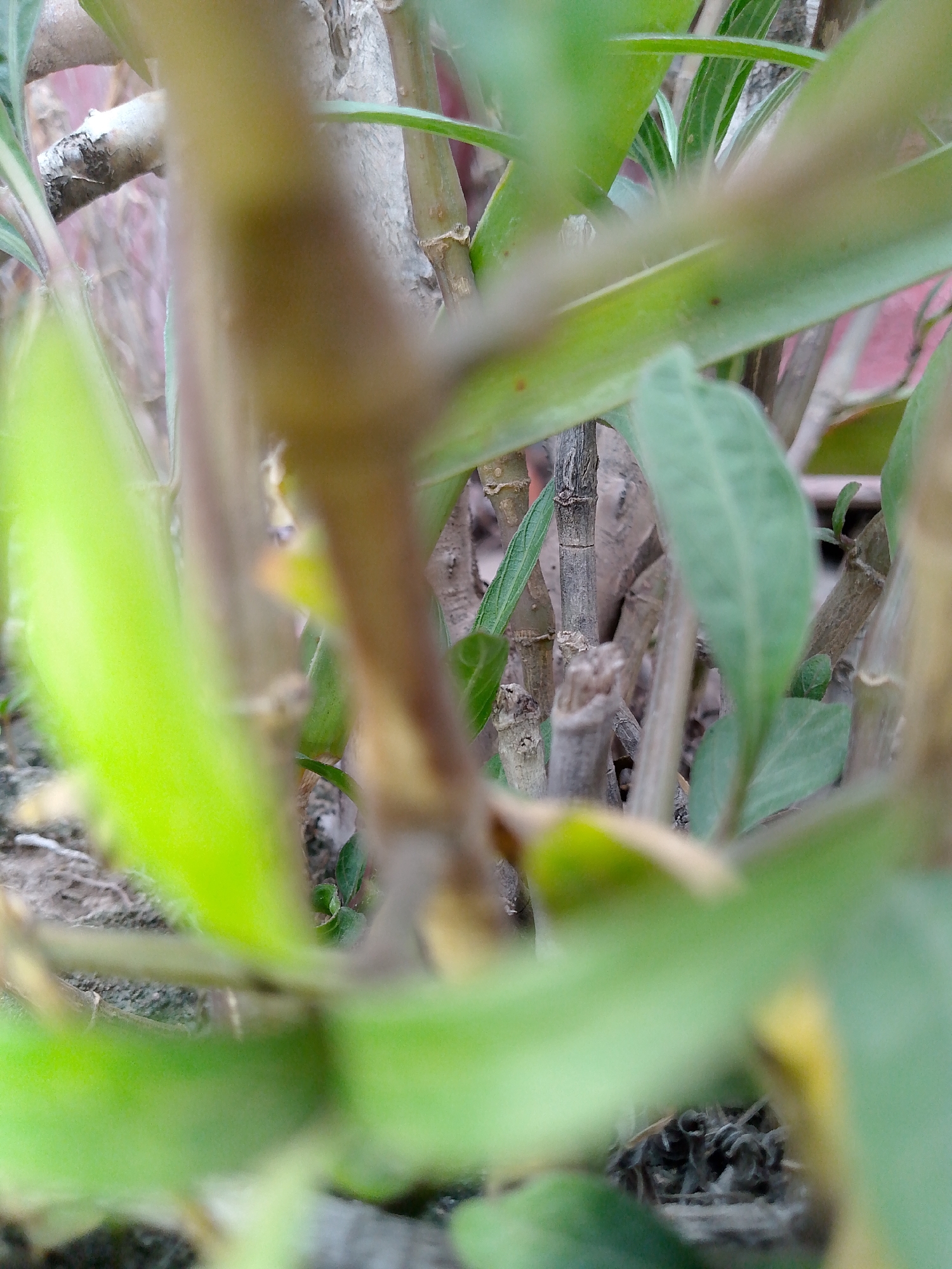 The image is a close-up, shallow depth of field shot of a plant with green leaves and brown stems. The background is blurred and out of focus. The plant appears to be growing outdoors, possibly in a garden or natural setting, given the presence of dirt and other organic matter at the bottom of the frame. There are no people or visible animals in the image. The lighting is natural, suggesting it was taken during the daytime. The colors are predominantly green and brown. The image is abstract and focuses on the textures and shapes of the plant.