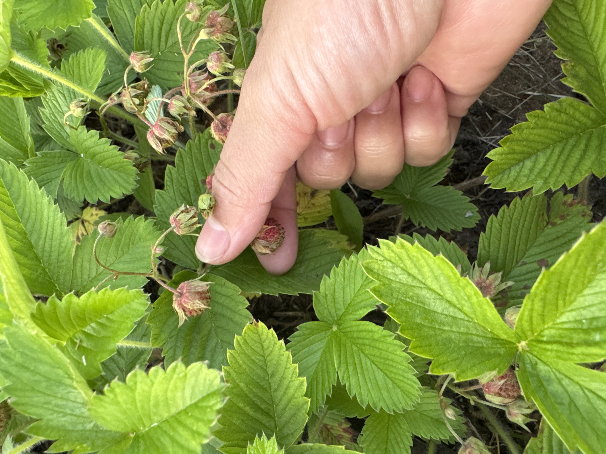 A close-up, eye-level, outdoor shot shows a person's right hand gently touching a small, developing wild strawberry amongst lush green foliage. The hand is light-skinned with manicured fingernails, and its index finger is extended, lightly brushing against the tiny red fruit. The strawberry appears to be in its early stages of development, with visible sepals and a developing red receptacle. The surrounding leaves are a vibrant green, with serrated edges and visible veins. Several other immature strawberries and flower buds are scattered throughout the frame, suggesting a patch of wild strawberries. The background is a blur of more greenery and dark soil, hinting at a natural outdoor setting. This image could have been captured in a garden or natural area within Старое Шигалеево, Russia, where wild strawberries are known to grow.