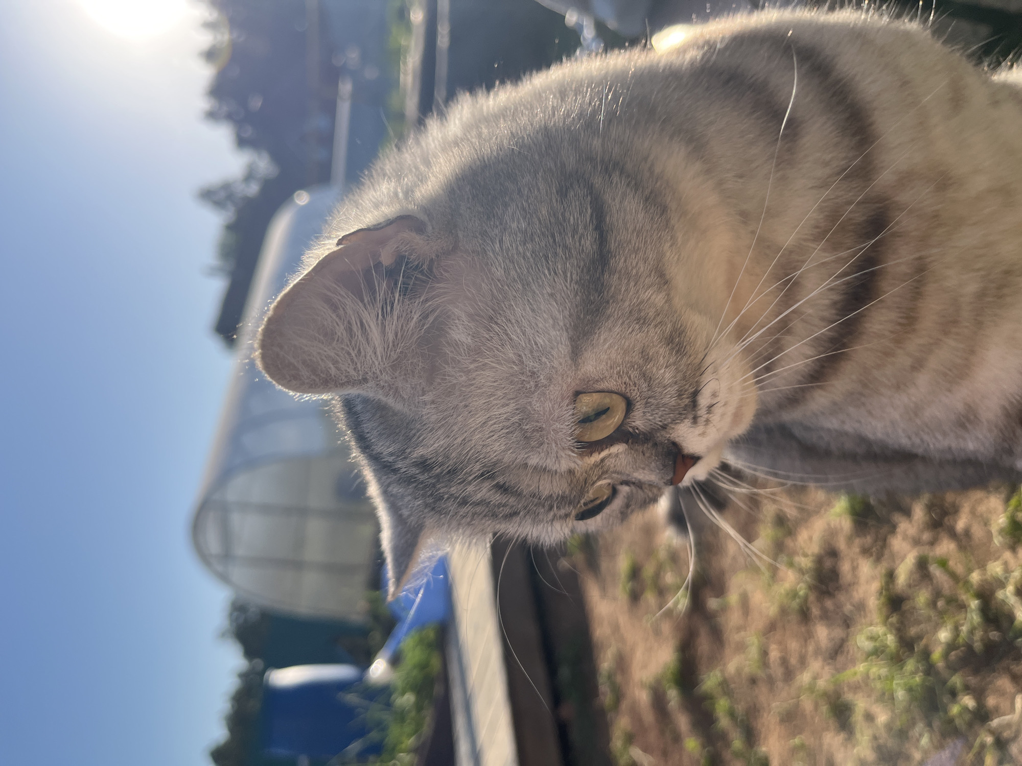 A close-up, outdoor shot depicts a light gray tabby cat looking downwards. The cat's fur appears soft, with visible dark gray stripes and long white whiskers. The cat's eyes are a yellowish-green. The background is a mix of greenery, brown dirt or mulch, and a pale blue sky with a bright sun. A structure resembling a greenhouse or a tunnel is faintly visible in the background to the left. Given the prompt, this photograph likely was taken in Chaikovsky, Russia.