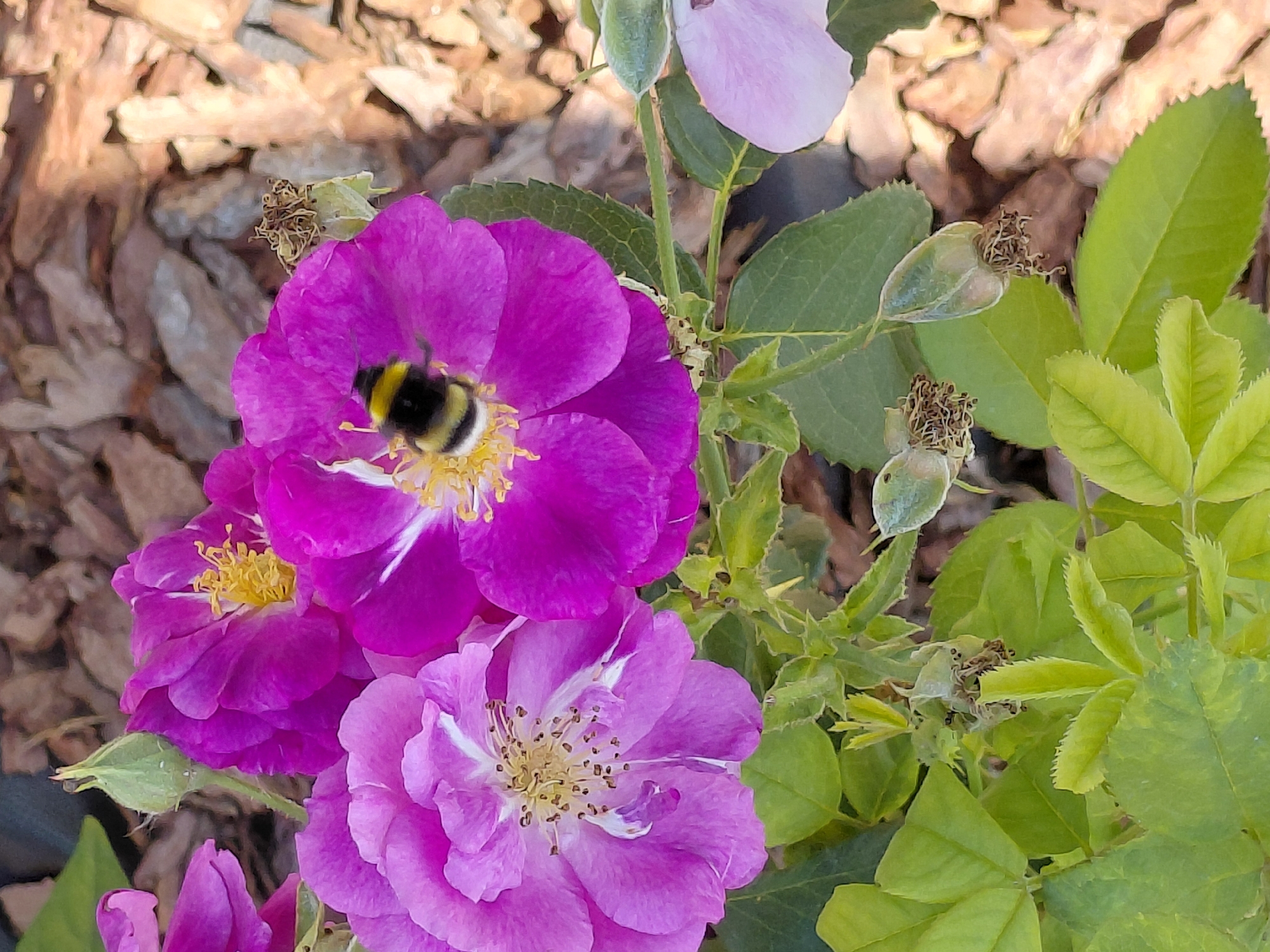 A bumblebee is collecting pollen from a bright purple rose in Novosibirsk, Russia. The bumblebee is mostly black with yellow bands. The rose has delicate petals and yellow stamens. There are other pink and purple roses in the background, as well as green leaves and buds. The ground is covered with wood chips. The image appears to be taken in a garden or park setting.