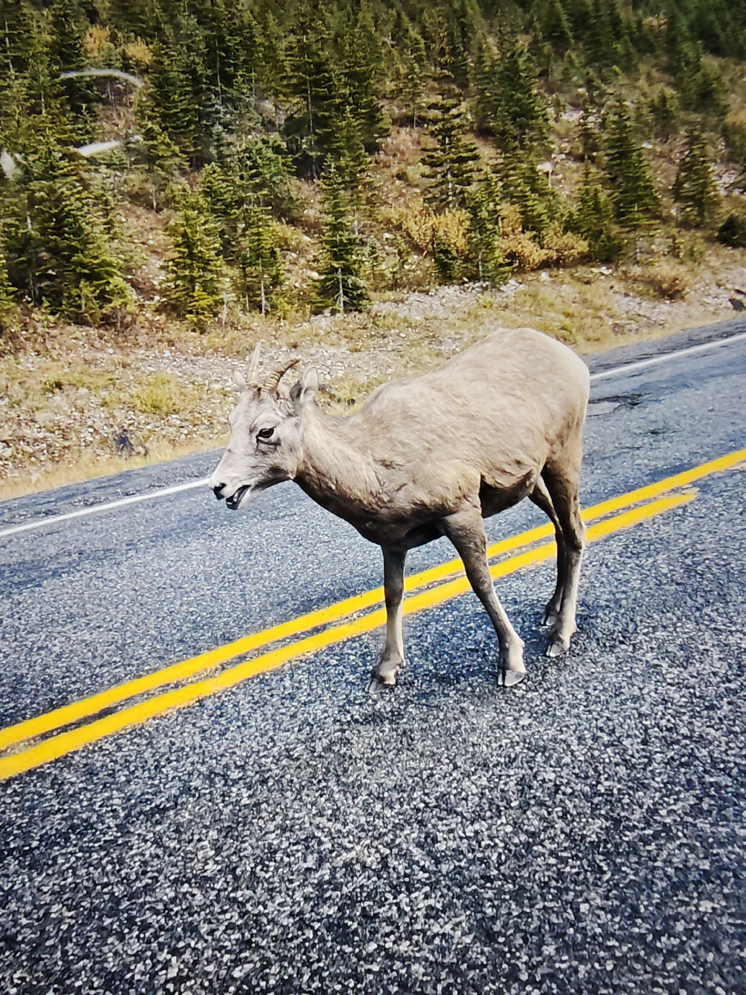 The image depicts a bighorn sheep standing on a paved road with yellow double lines. The sheep is facing left with its mouth open, appearing to be vocalizing. The road is bordered by a grassy, rocky embankment and a dense forest of evergreen trees on a hillside. The image appears to be taken in a natural, mountainous environment, potentially within or near Banff National Park, which is a common area for bighorn sheep sightings and is accessible from Calgary, Canada.