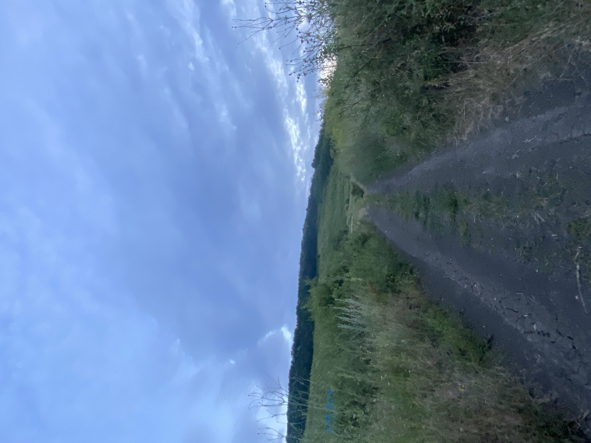 A dirt road runs through tall grass and vegetation, leading up a gentle slope towards a tree-lined hill under a cloudy, twilight sky. The sky is a deep blue with diffused light peeking through the clouds, suggesting either early morning or late evening. The vegetation consists of various grasses, some dry and straw-colored, others green and lush, with scattered thorny bushes and tall, thin plants with seed heads. The road is narrow and appears to be slightly wet in places, with tire tracks visible. The overall environment suggests a rural or semi-rural setting, possibly on the outskirts of the city of Horodca, Moldova. There are no people or animals visible in the frame. The image conveys a sense of quiet and natural scenery.