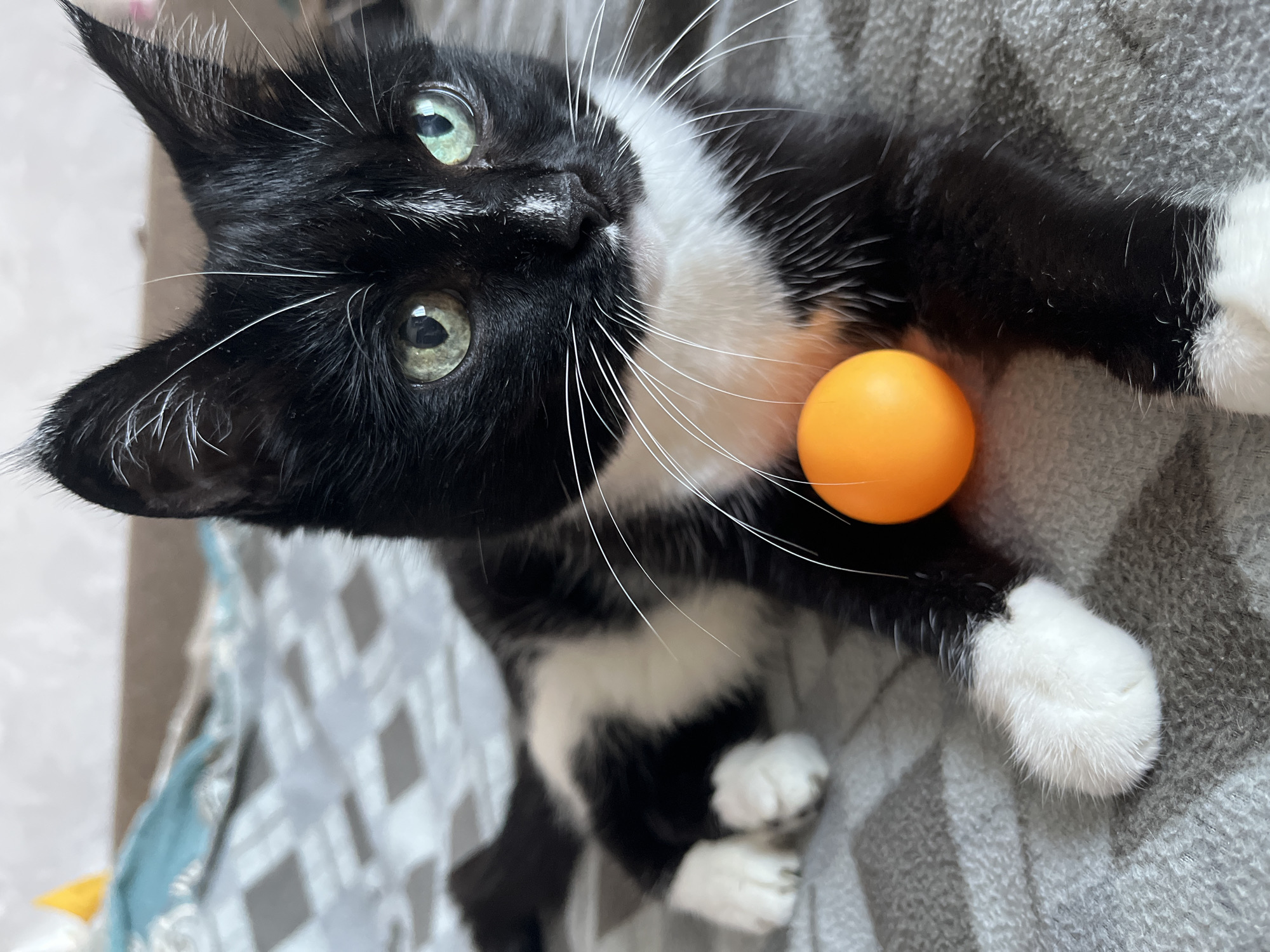 A black and white cat with green eyes lies on a gray, patterned blanket. An orange ping pong ball is positioned in front of the cat's chest. The cat is looking directly at the camera. The background is a blurred bed or couch. The image is a close-up portrait of the cat. There is no information to suggest the location is Moscow, Russia.
