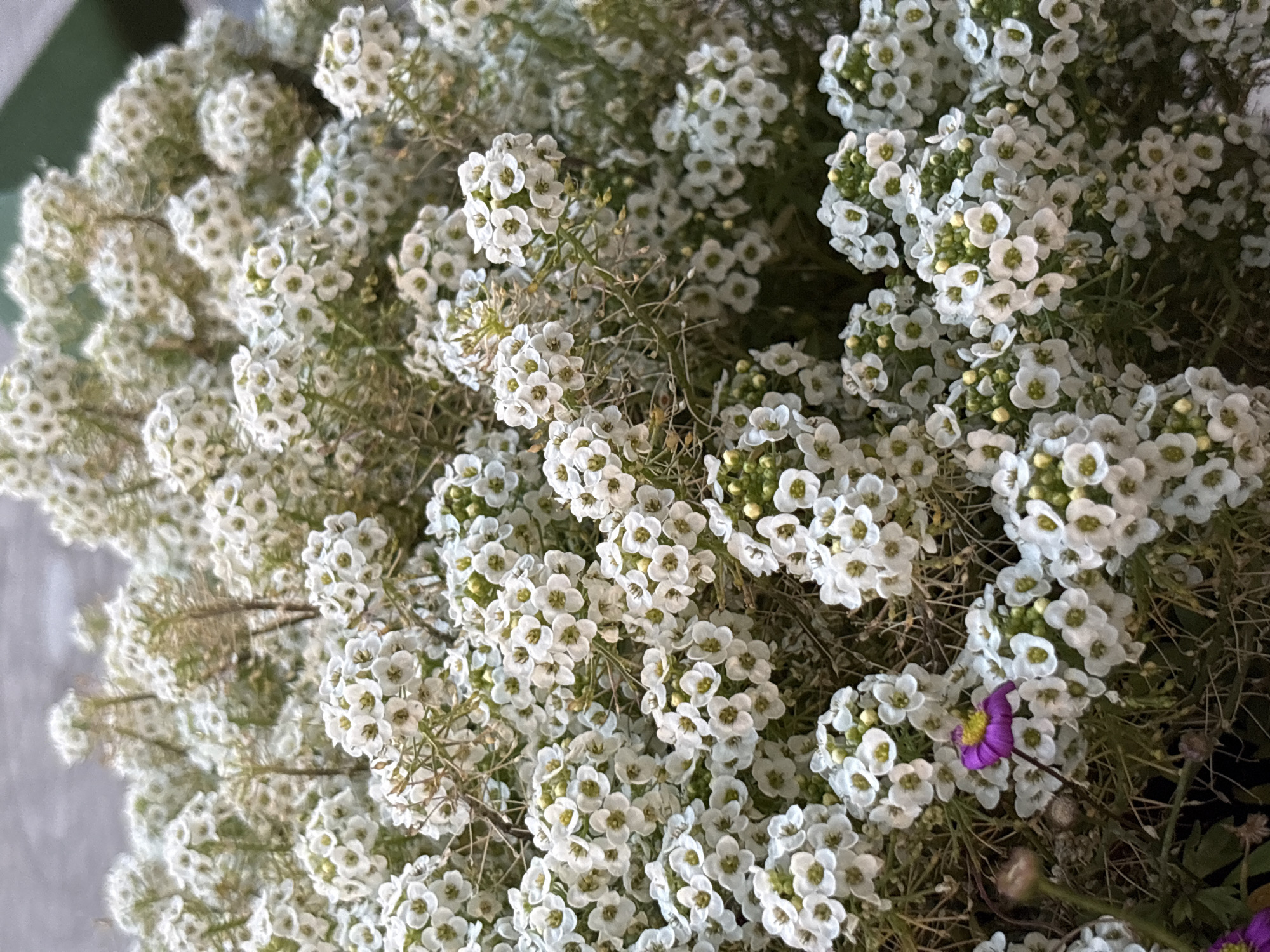 In Cortina d'Ampezzo, Italy, a close-up, eye-level, full shot captures a dense cluster of small white flowers with yellow centers, likely Sweet Alyssum. The blossoms are tightly packed, forming a soft, cloud-like mass that dominates the frame. Interspersed among the white flowers are delicate, thin, brown stems and some fuzzy, dried-out flower buds. Towards the lower left of the image, a single, vibrant purple daisy-like flower with a bright yellow center stands out, its petals slightly curled. To the left of this purple flower, a small, fuzzy brown bud is visible. The background is blurred, with hints of muted gray and green, suggesting an outdoor setting. The lighting appears soft and natural, casting subtle shadows within the dense foliage.