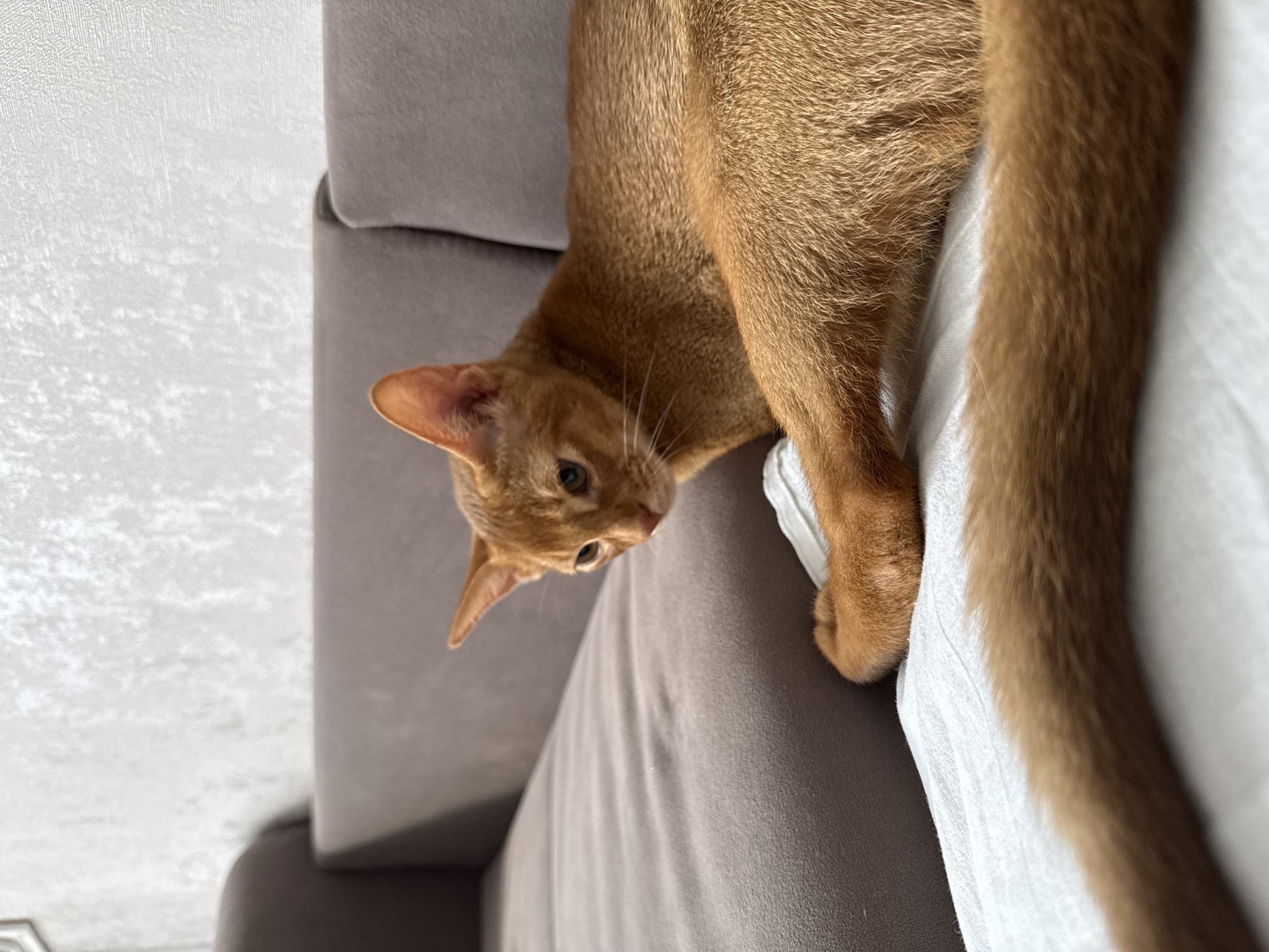 A close-up, eye-level shot shows an orange Abyssinian cat resting on a couch. The cat is positioned on the right side of the frame, with its body stretching out to the left, partially on a white surface. Its tail curls out and to the left, extending towards the foreground. The cat's head is turned to the left, its gaze directed away from the camera. The background features a textured, light-colored wall and the backrest of a muted brown couch. The scene is indoors, in what appears to be a residential setting in Stary Oskol, Russia.