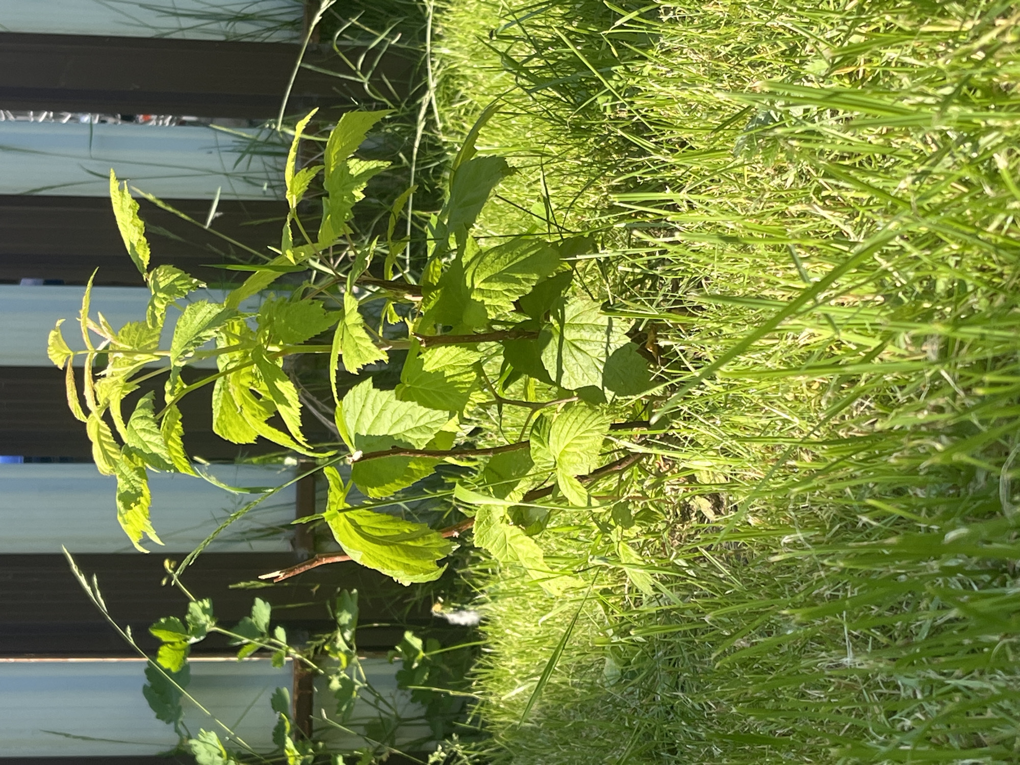 The image depicts a close-up view of a small, leafy green plant, possibly a raspberry bush, growing in a patch of bright green grass. The plant has multiple stems and numerous serrated leaves, some of which are catching the sunlight and appear almost fluorescent. In the background, a wooden fence with vertical dark brown and light gray planks is visible, suggesting an outdoor setting. Thin, wispy blades of grass and some taller, dry stalks are scattered around the main plant. The overall impression is of a sunny day in a garden or yard, with the focus primarily on the vibrant greenery of the plant and its immediate surroundings. The scene is consistent with an urban or suburban environment, and given the context of Minsk, Belarus, it could be a backyard, park, or community garden within the city limits. There are no people or animals visible in the image.