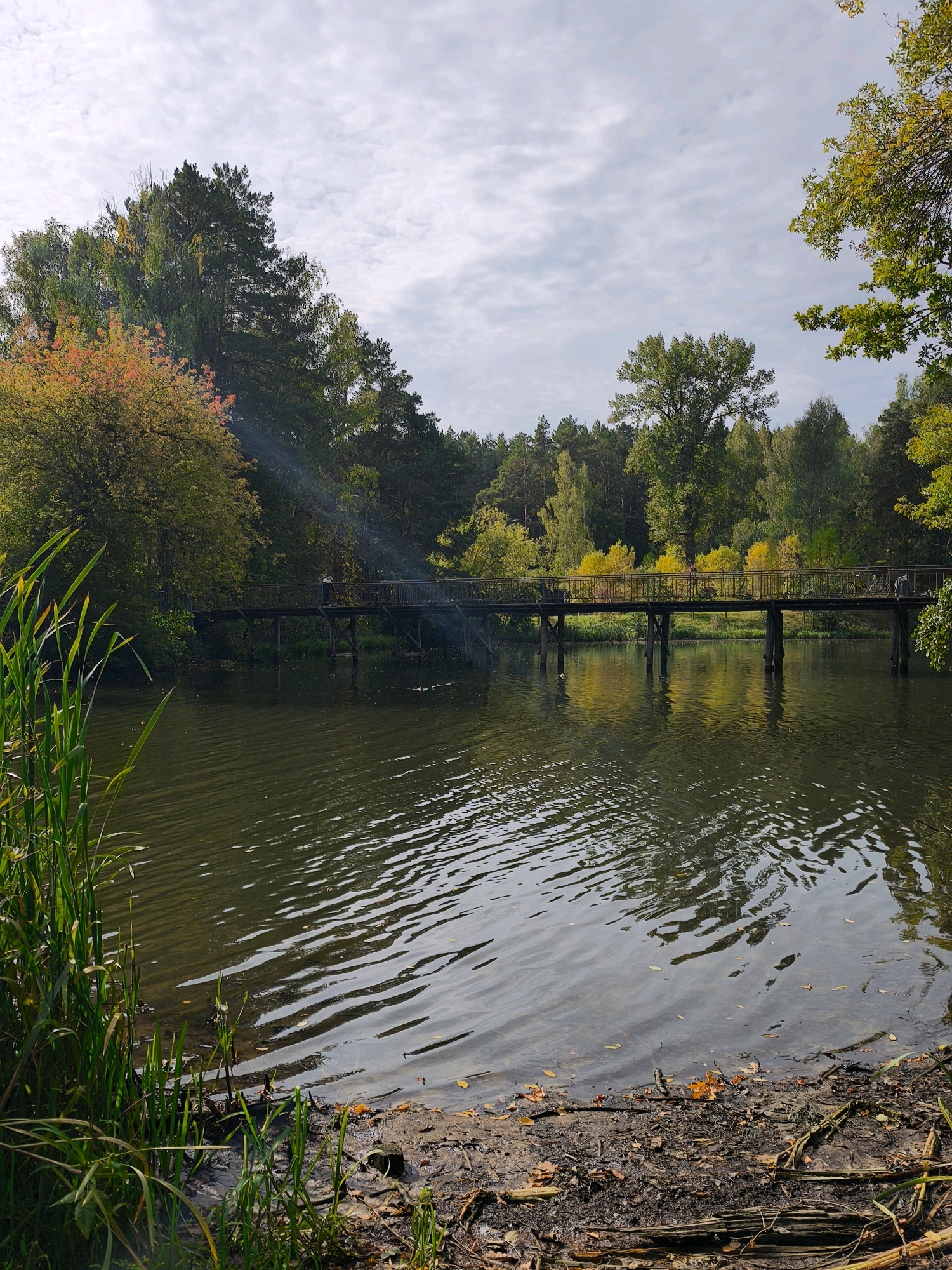 The image depicts an outdoor scene with a body of water in the foreground, bordered by a muddy shore with vegetation and fallen leaves. A wooden bridge spans the water in the mid-ground, supported by pilings. The bridge is lined with a railing, and several figures are visible walking on it. Beyond the bridge, a dense forest surrounds the water, with trees exhibiting autumn foliage in shades of green, yellow, and red. The sky above is partly cloudy. The scene is likely a park or natural area within the city of Mahilyow, Belarus, given the presence of a bridge and the surrounding trees, suggesting a recreational or natural setting.