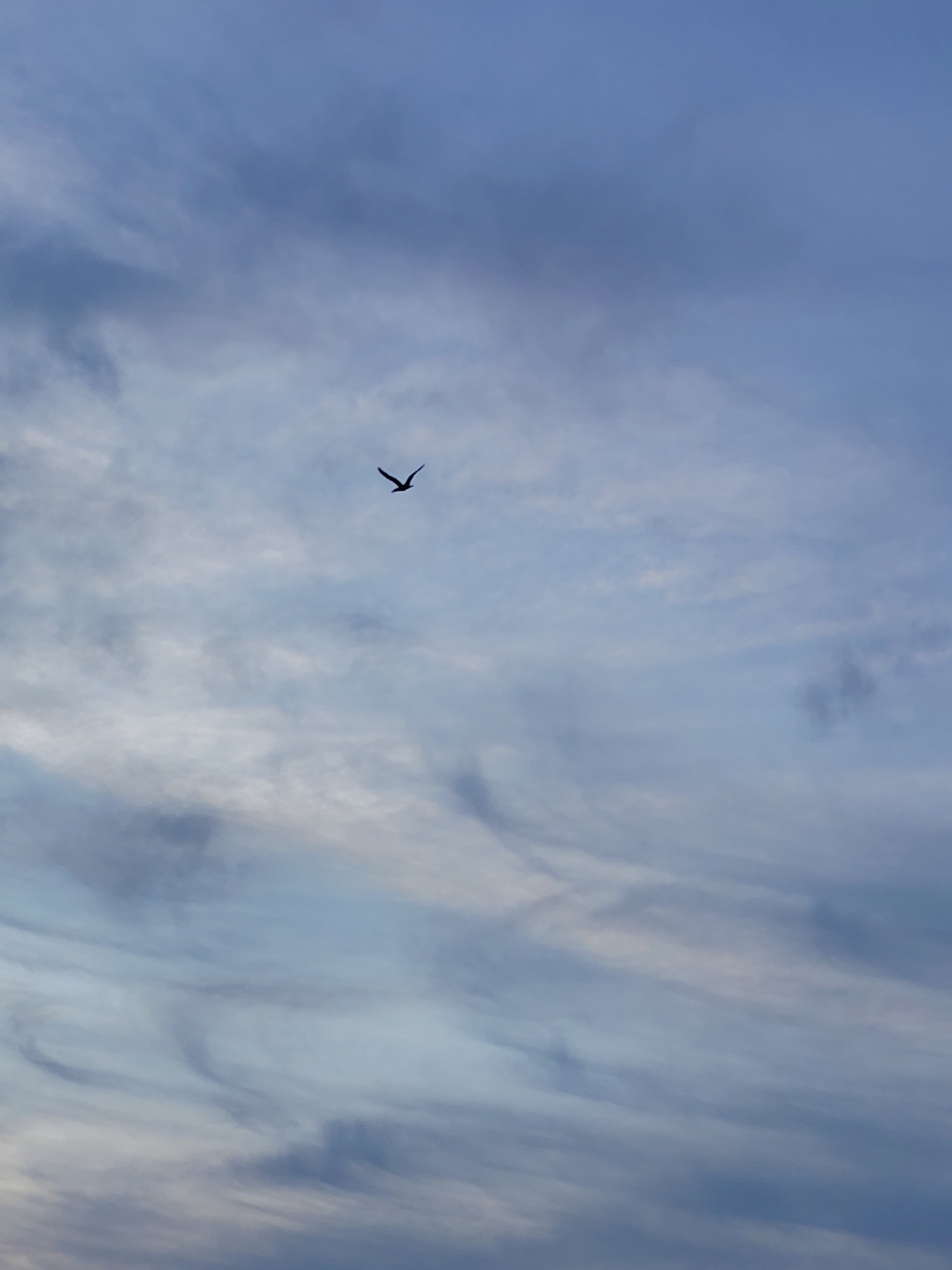 A vertical shot captures the expansive, cloudy sky above Chaikovsky, Russia. The dominant feature is the sky, filled with soft, diffused light and a mix of cloud formations. Wispy, streaky white and light grey clouds are interspersed with denser, darker blue-grey clouds, suggesting an overcast but calm weather condition, possibly during late afternoon or early evening given the muted color palette.
A single bird in silhouette is visible in the upper-middle section of the frame, flying with its wings spread, suggesting a tranquil moment in nature. The bird is dark against the lighter sky, highlighting its form. There are no other discernible objects or people in the image. The scene conveys a sense of peacefulness and vastness. No text is visible.