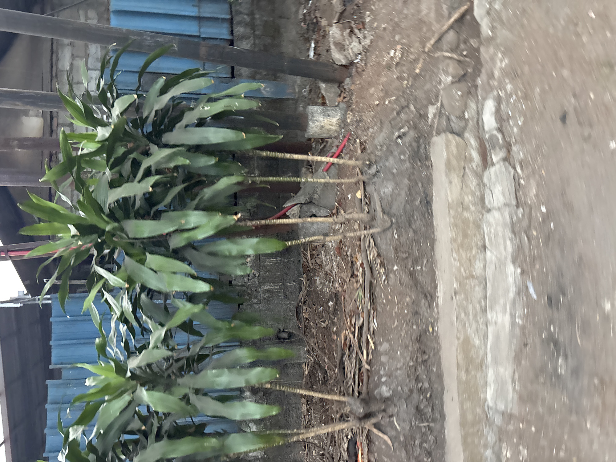 This image depicts an outdoor scene, possibly in a semi-urban or industrial area, with a focus on several tall, slender green plants in the foreground. The plants have long, arching leaves and appear to be planted in dry soil with scattered debris, including twigs and fallen leaves. Behind the plants is a blue corrugated metal fence or wall, and further back, a grey concrete wall. Several vertical poles or posts are visible, some dark brown and thick, others lighter and thinner, possibly supporting the fence or other structures. Red electrical wires or tubes are visible on the ground near the base of some of the plants and poles. The ground in the foreground is a mixture of dirt and a concrete path or border. The overall impression is one of a functional, perhaps neglected, outdoor space. This scene is located in the city of Bekasi, Indonesia.