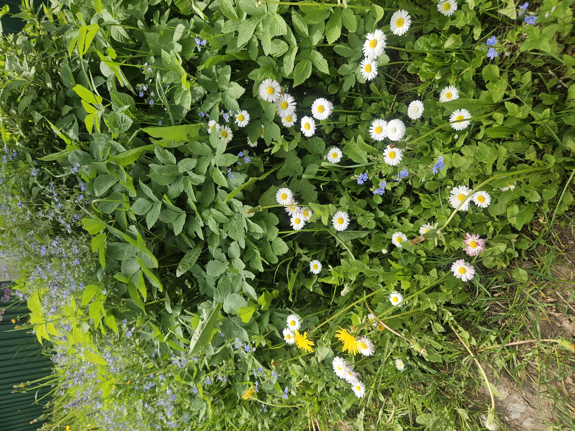 This is an outdoor scene in Посёлок комбината стройматериалов-1, Russia, featuring a patch of ground covered with a variety of plants and flowers. Prominent are clusters of white daisies with yellow centers, scattered among green foliage. Smaller blue flowers are also visible, interspersed with the daisies and foliage. Some of the plant life appears to be common weeds or ground cover. At the bottom of the frame there are some yellow dandelions. The overall impression is that of a natural, unkempt area with diverse plant life.