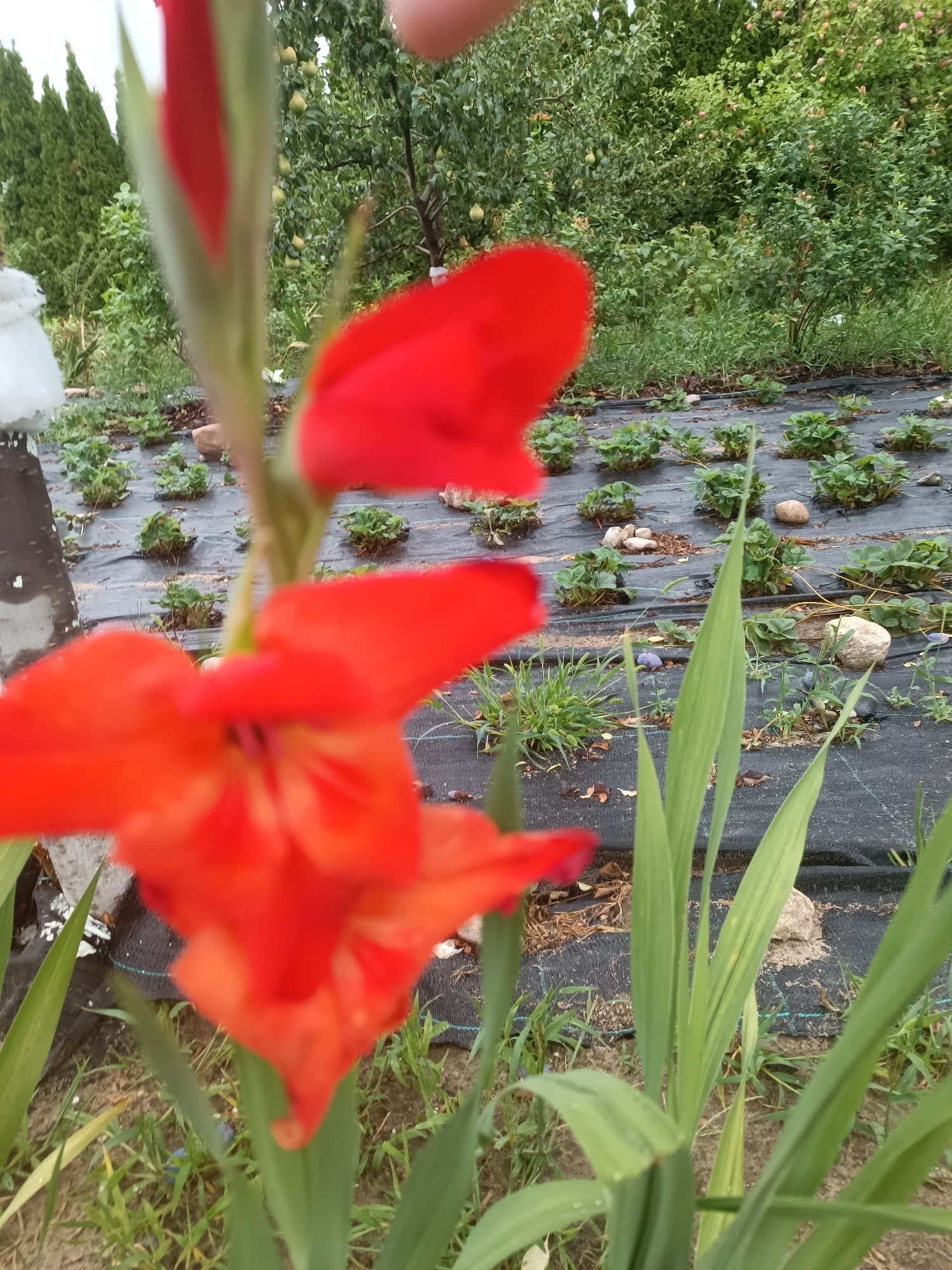An extreme close-up shot of a red gladiolus flower in the foreground, with a blurry garden and trees in the background. The gladiolus has multiple petals, some of which are unfurled and others are still in bud form. The flower is positioned in the lower half of the frame, with its stem extending upwards. To the left of the flower, a thin, dark brown vertical object is visible, partially obscured by the flower. In the middle ground, rows of young strawberry plants are planted on black landscape fabric. Several small stones are scattered among the plants. The background shows lush green trees and foliage, with a hint of what appears to be a pear tree bearing fruit. The overall scene suggests a garden setting, likely in a rural or suburban area. The location is identified as Тэльмінскі сельскі Савет, Belarus.