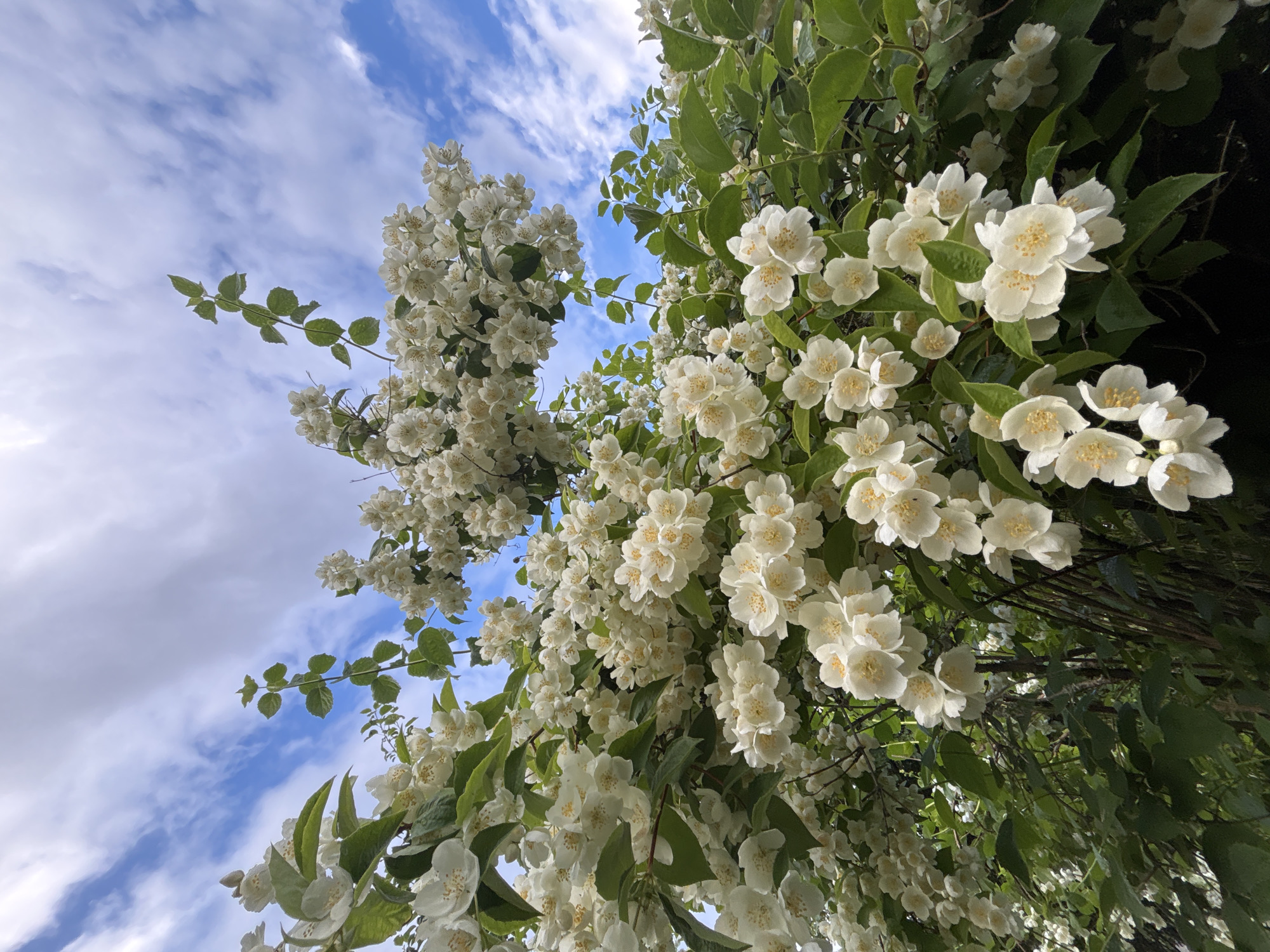 A low-angle, wide shot captures a dense cluster of white jasmine flowers in full bloom against a backdrop of a blue sky with scattered white clouds. The flowers are the primary subject, with delicate white petals and yellow stamens. They are interspersed with green leaves, creating a lush, verdant effect. The branches of the jasmine bush are visible, extending upwards and outwards. The overall impression is one of natural beauty and abundance. The location is 454, Latvia, though no specific landmarks or identifying features are visible in the image to pinpoint the exact location within the city. There are no people or animals present in the scene.