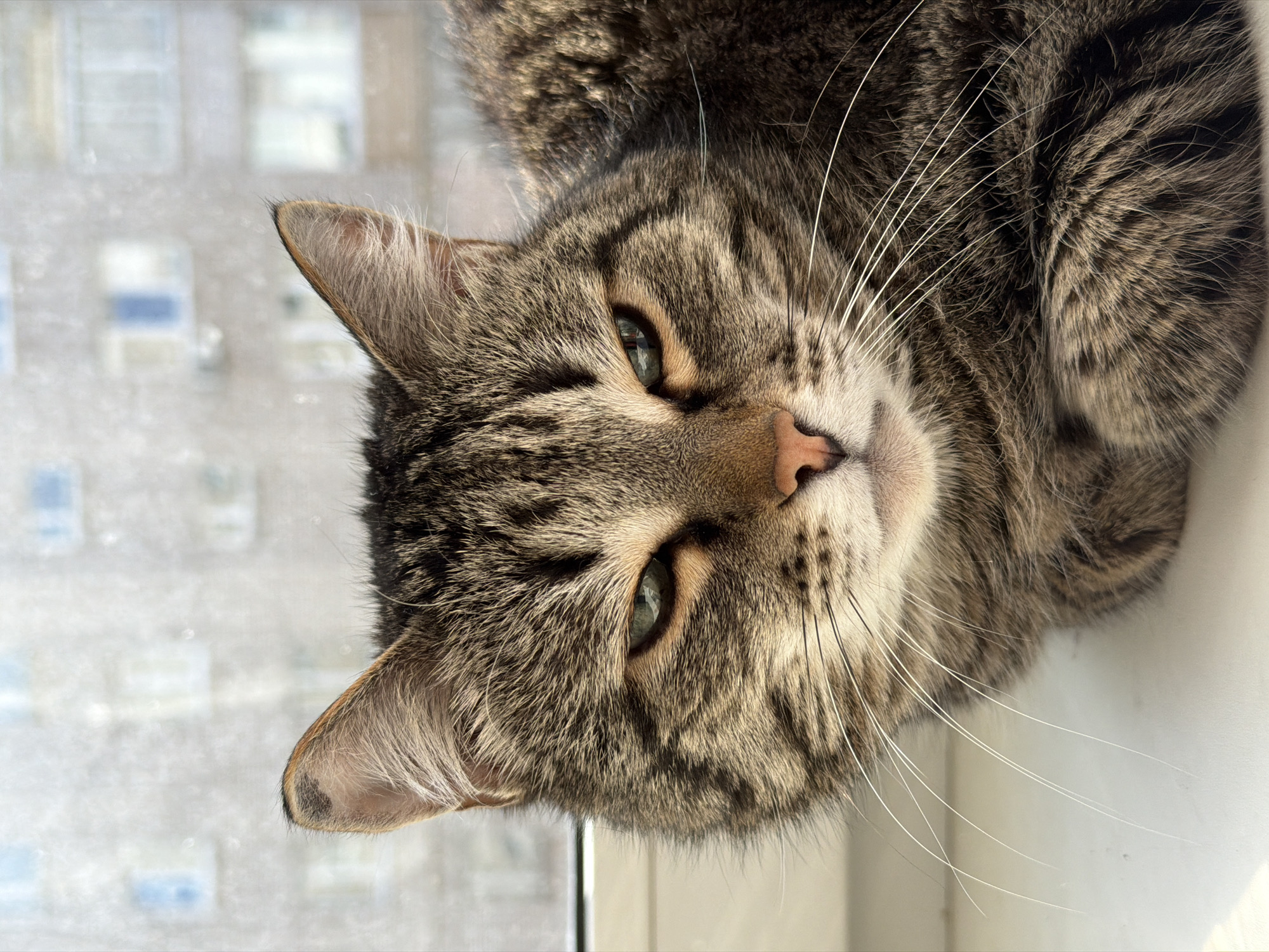 A tabby cat is lying on its side, likely on a windowsill, and looking at the camera. The cat has a mottled grey and brown coat with stripes and swirls. It has green eyes, a pink nose, and white whiskers. The background shows a blurred view of an urban landscape, possibly buildings, seen through a window. The city is Izhevsk, Russia.