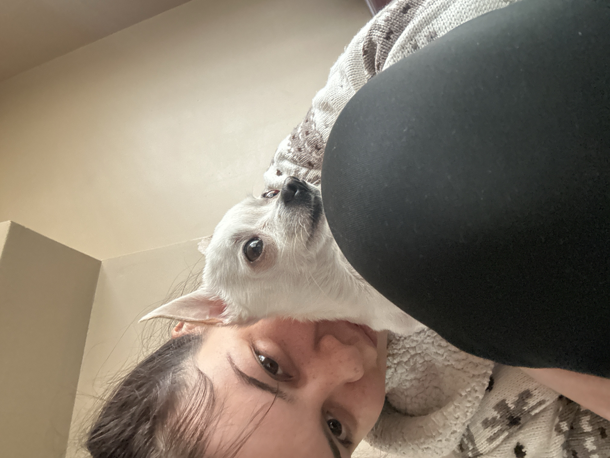 A selfie-style, close-up image shows a white Chihuahua dog and a person. The dog is positioned above the person's face, looking upward with its right eye and most of its face visible. The person, whose face is partially visible, has brown hair and brown eyes. A leg covered in black leggings is partially visible in the upper right corner. The background includes a beige wall and a patterned, light-colored blanket or sweater. There is no specific information to definitively link the photo to Sliven, Bulgaria.