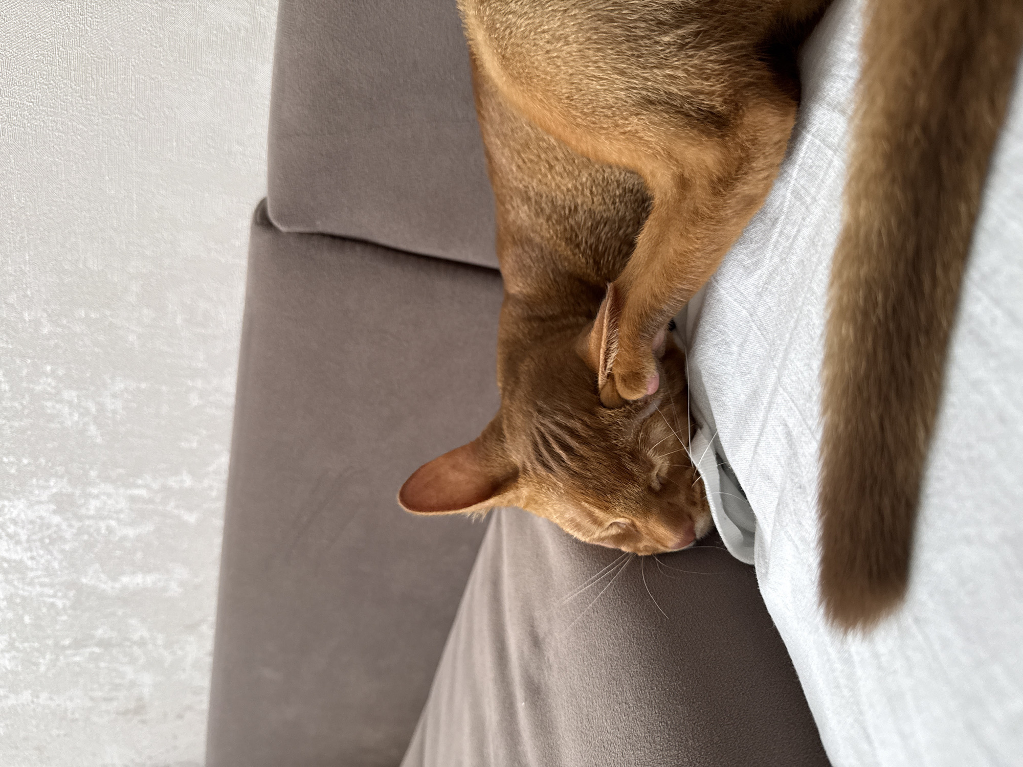 An Abyssinian cat sleeps on a sofa. The cat is orange with black stripes. It is lying on its side with its head tucked under its paw. The sofa is brown and is in a living room. The room is decorated with a textured wallpaper. The image shows a close-up of the cat and the sofa. The background is blurred. The lighting is natural. The image is taken from a high angle. The cat appears to be relaxed and comfortable. There are no people in the image. There are no other animals in the image. The image is a still photograph. The image does not provide any information about the location in the city of Stary Oskol, Russia.