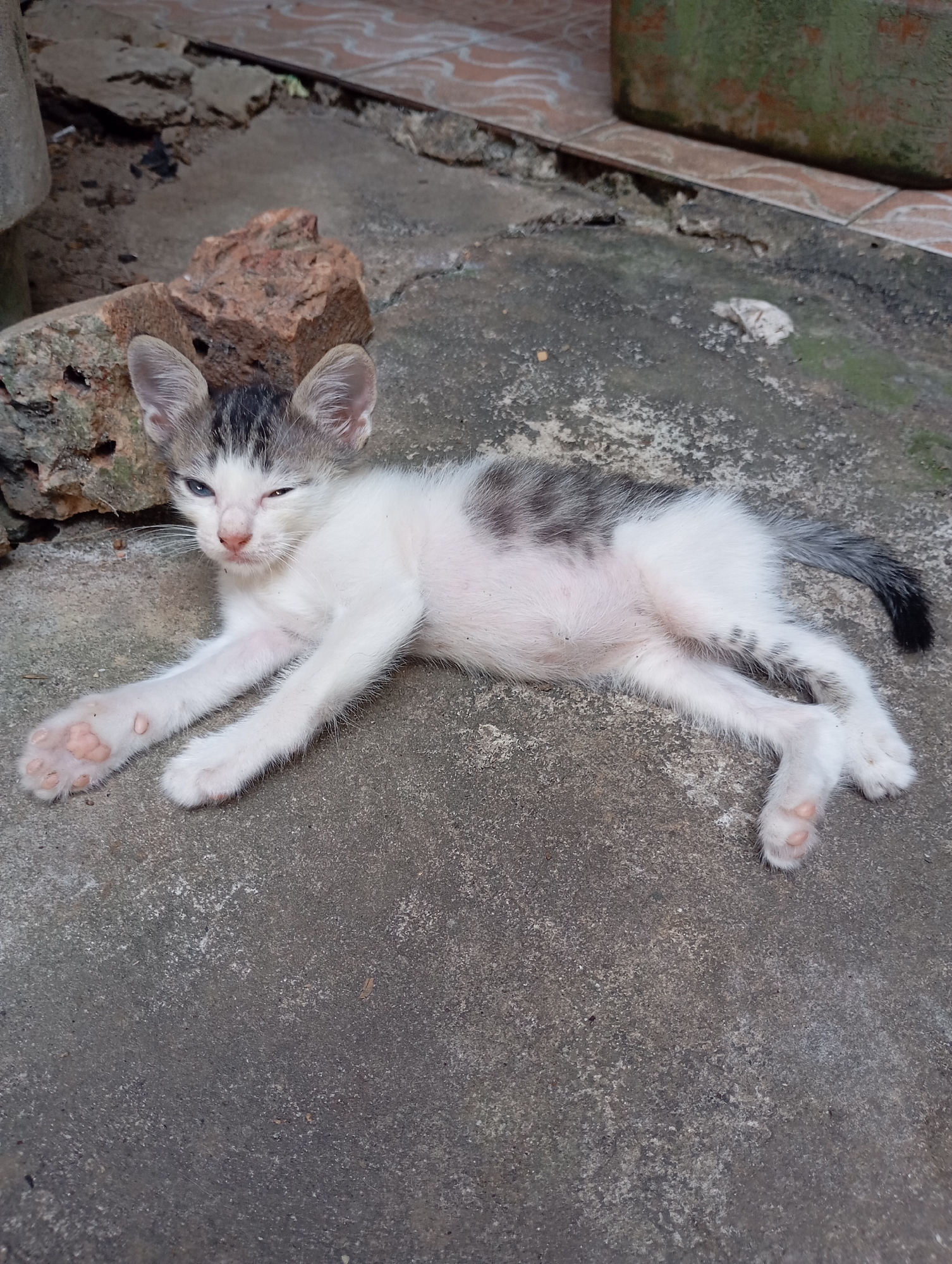 A young kitten, predominantly white with grey tabby markings on its head, back, and tail, lies stretched out on a rough concrete surface. One of its eyes is partially closed, giving it a sleepy or squinting appearance, and the other eye is open. The kitten has pink toe pads and appears to be resting outdoors. Behind the kitten, a few broken pieces of reddish-brown brick are visible on the concrete. In the background, a tiled surface and a portion of a large, green, rectangular object, possibly a planter or container, are present. The overall scene suggests an outdoor area in a residential or urban environment, consistent with typical Balikpapan, Indonesia settings.