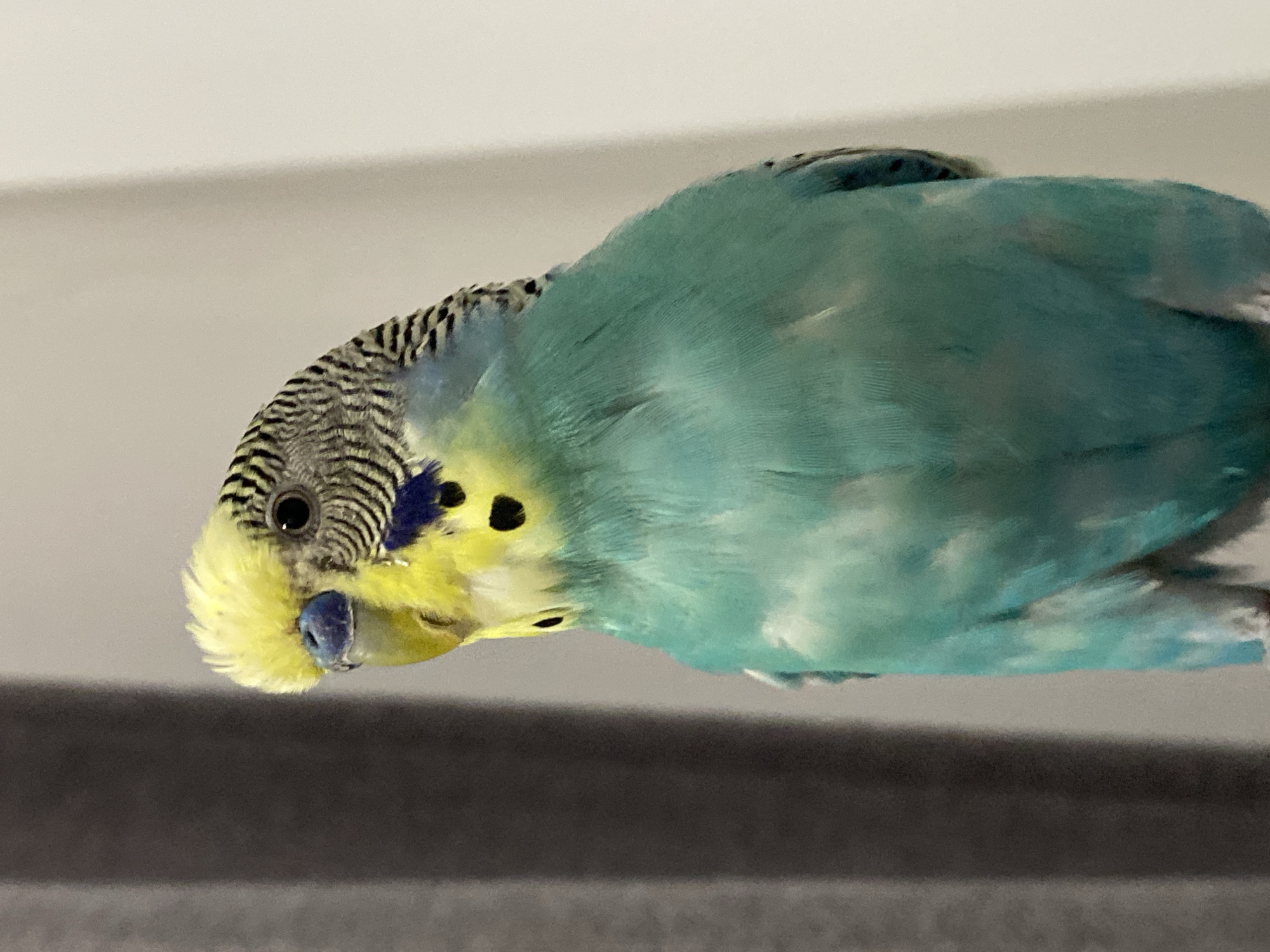 A budgie with yellow and blue plumage is captured in a close-up, downward-facing shot. The bird's head is tilted, revealing its dark eyes, yellow face, and a blue beak. Its body is covered in soft, turquoise feathers that blend into lighter shades. The background is blurred, with a light-colored surface above and a darker surface below, suggesting an indoor setting. The lighting appears to be artificial, casting a soft glow on the bird. There is no discernible text in the image.