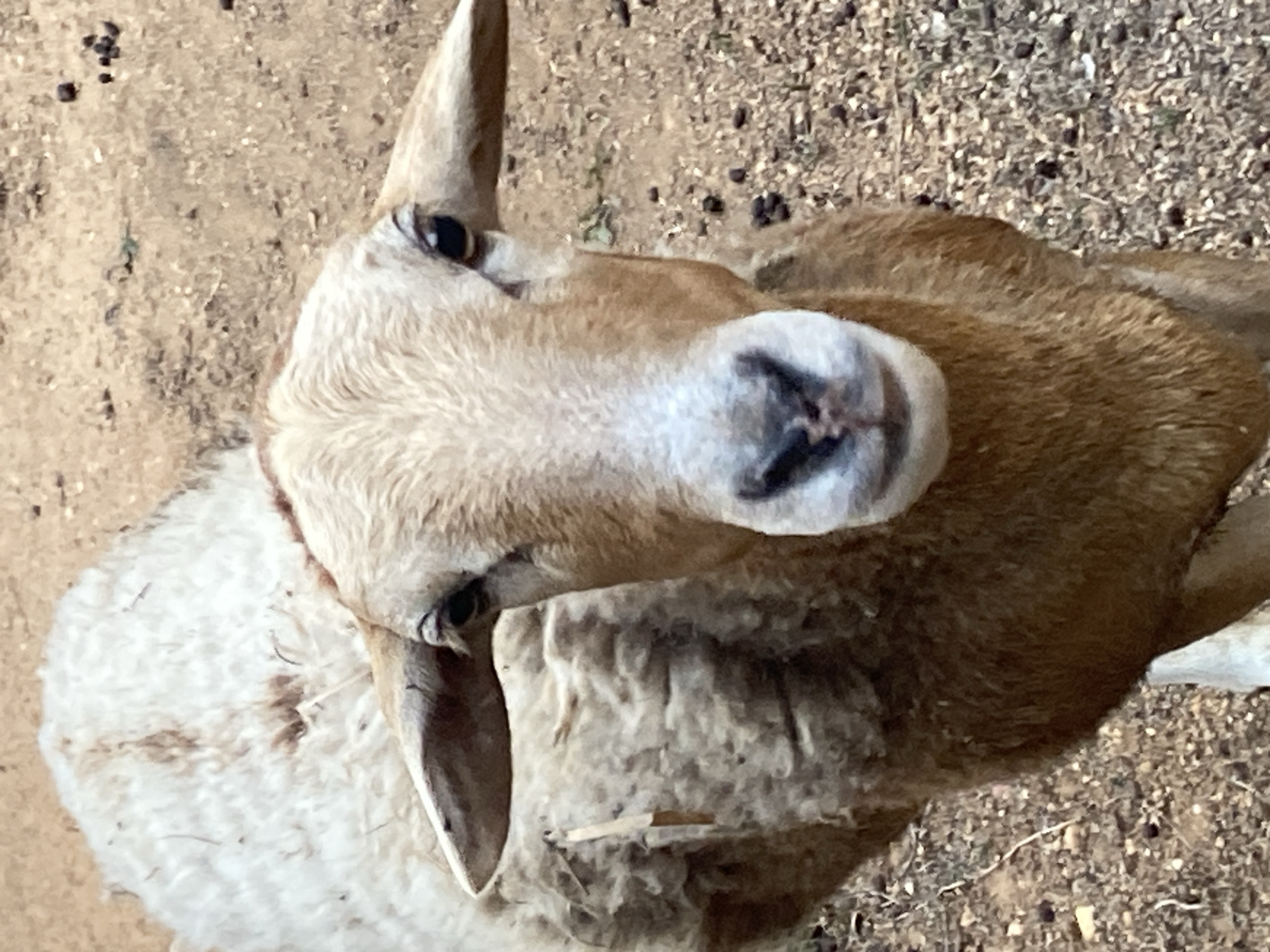 An animal, likely a sheep or goat due to its woolly white and brown fur, is oriented with its head pointing towards the viewer in a close-up shot. It is likely situated outdoors. Debris and dirt cover the surrounding ground and is possibly located in Tinaquillo, Venezuela. No people are visible.