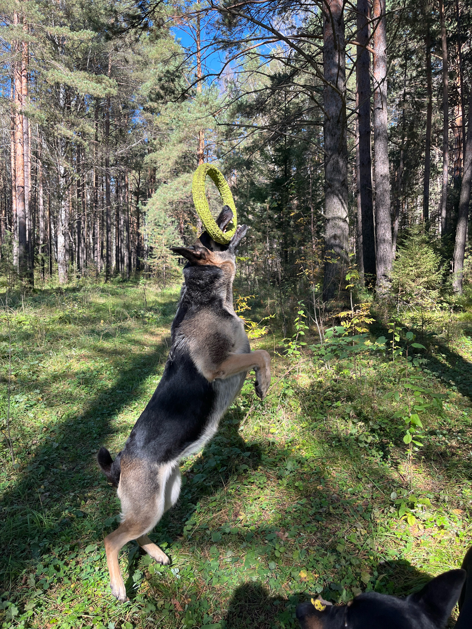 In a sun-dappled forest clearing, a German Shepherd dog is captured mid-air, leaping to catch a bright yellow ring toy suspended above it. The dog's front paws are extended, its body arched as it strains to reach the toy. Its fur is a mix of black, tan, and gray. The background consists of tall pine trees with dense foliage, and the ground is covered in green grass and some fallen leaves. The sky above is a clear blue. Another dog's head, partially visible in the foreground and bottom right, shows black ears and a patch of brown fur. The scene appears to be a recreational area, likely a park or forest accessible from the city of Nizhny Tagil, Russia.