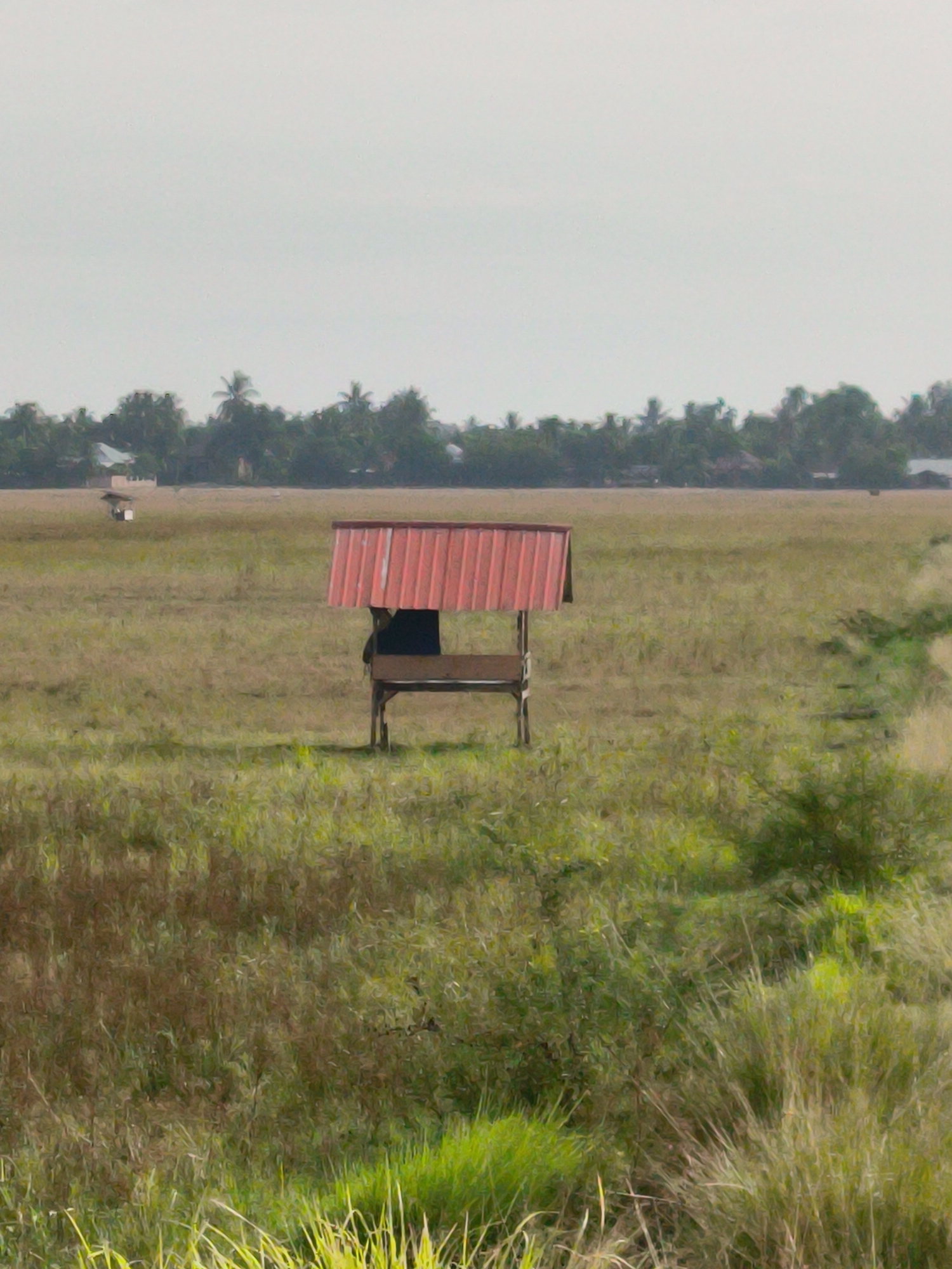 This is a full-frame, medium-shot, eye-level, outdoor, natural-light photograph of a small, open-air shelter with a red, corrugated metal roof in a grassy field. The shelter is made of wood and has a bench inside. A dark figure, possibly a person, is partially visible within the shelter, seated on the bench. The field is covered in dry, yellowish-brown grass with some patches of green growth. In the background, there is a treeline consisting of palm trees and other vegetation, with several small buildings visible amongst the trees. The sky is overcast and pale. The scene is set in the city of Cotgapu, Indonesia.