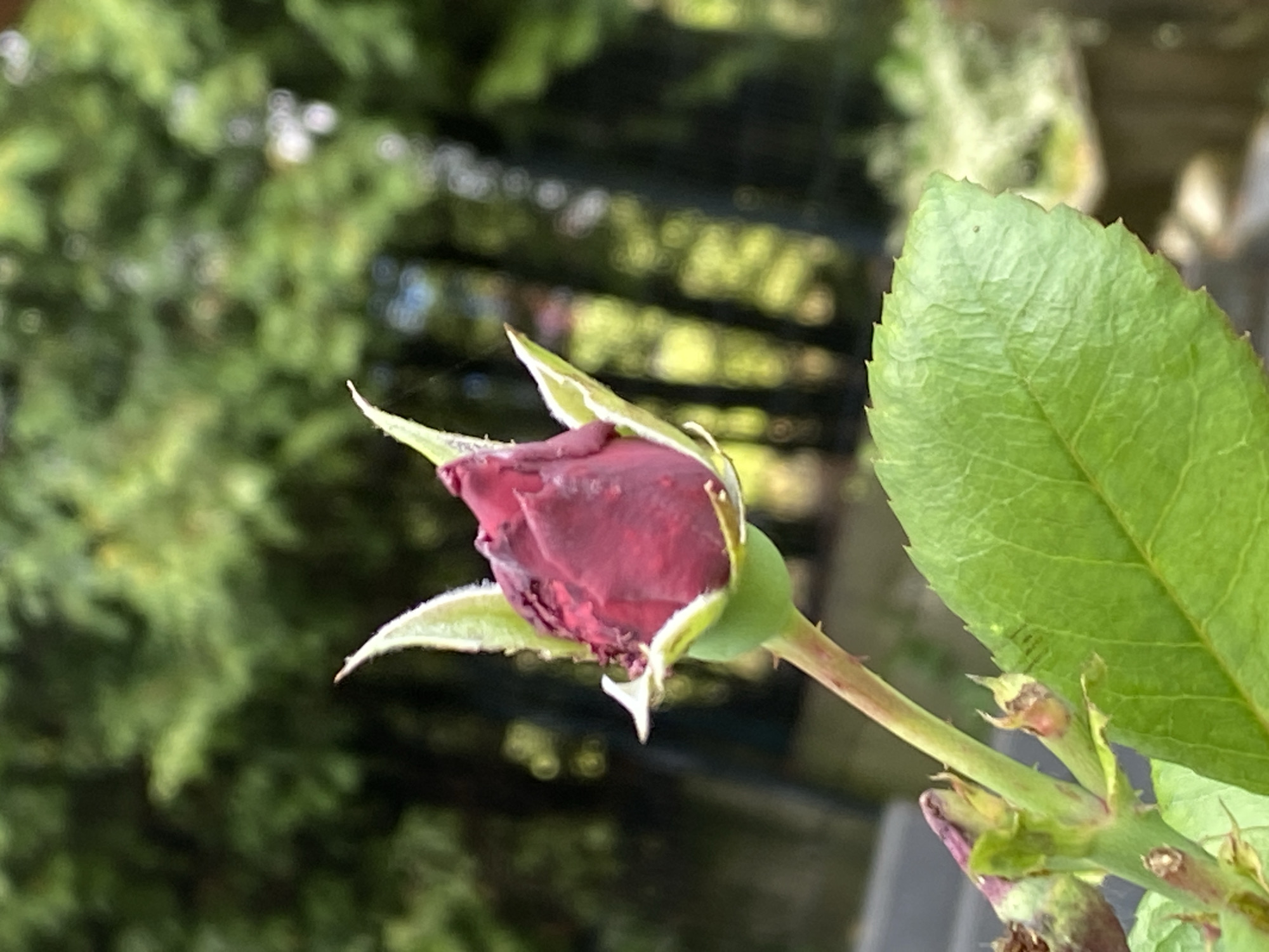 A close-up, vertical, outdoor photograph features a dark red rosebud in the center, partially unfurled with its outer petals slightly open. The bud is green at the base and has prominent, pointed sepals. To the left and slightly below the bud, a large, serrated green leaf dominates the foreground. The stem is visible, showing some smaller buds and thorns. The background is a soft blur of green foliage and some dappled sunlight, suggesting a garden setting. There are no people or animals present. The image was taken in Purkersdorf, Austria.