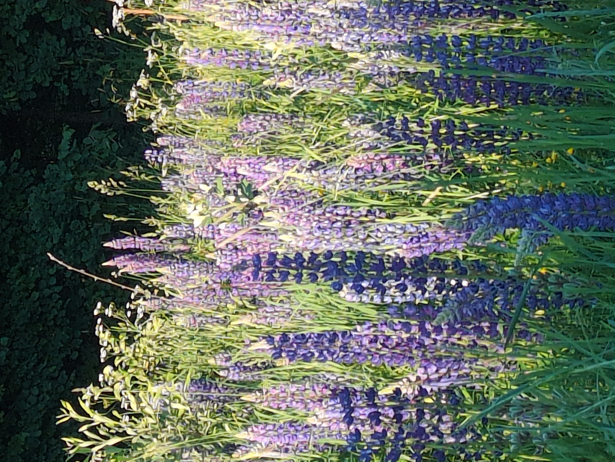 A field of purple lupine flowers grows in front of a dense, dark green forest. The flowers are in various stages of bloom, with some spikes fully open and others still tightly closed. Tall green grass surrounds the flowers, and some smaller white flowers are scattered throughout the field. The lighting suggests it is either early morning or late afternoon, with sunlight casting a warm glow on the scene. The image is taken from a low angle, emphasizing the height of the flowers and the lushness of the vegetation. The location is specified as a dairy farm in Molochoy Ferma, Russia. There are no people or animals visible in the image.